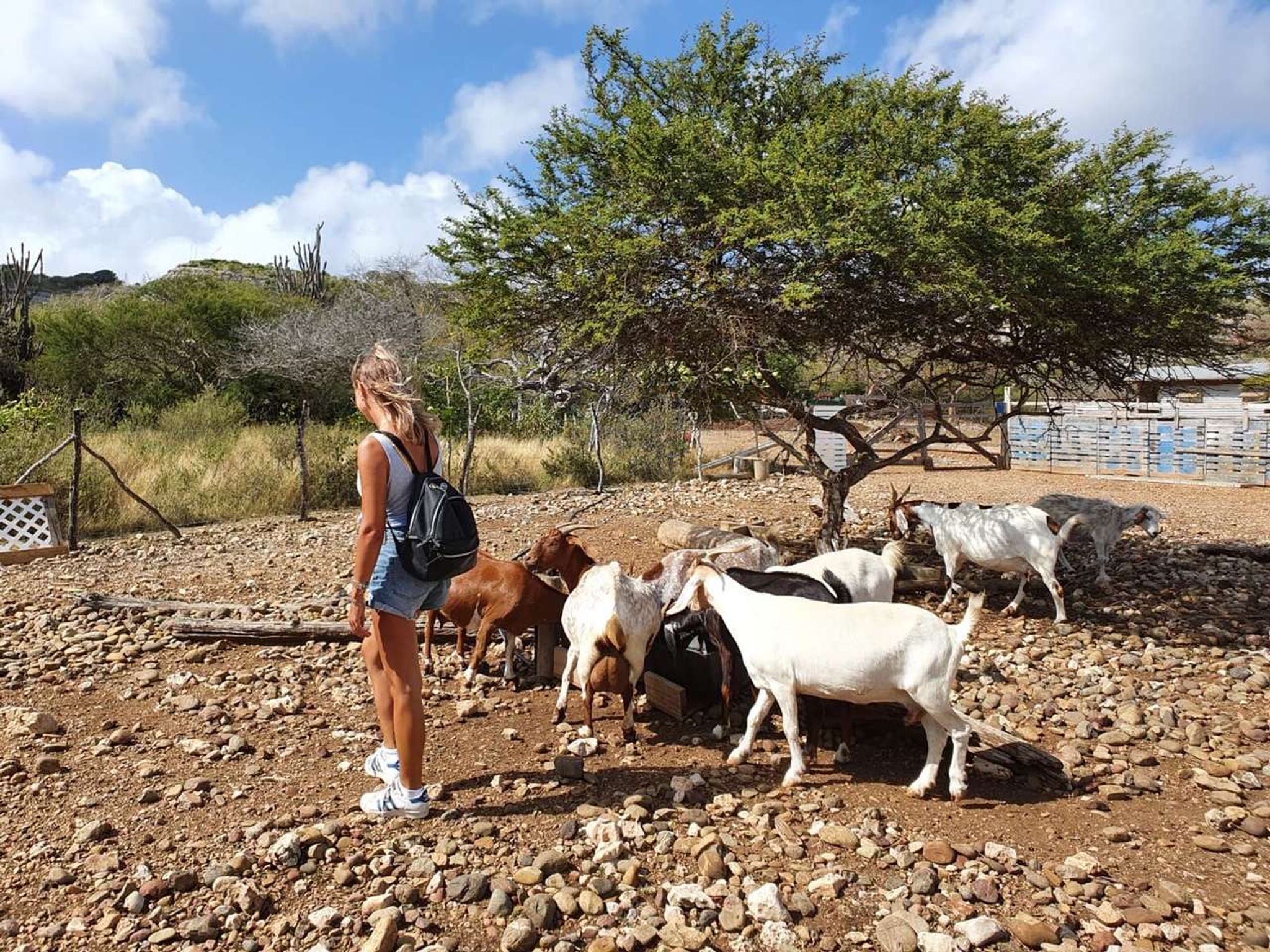 Aletta's goat farm bonaire
