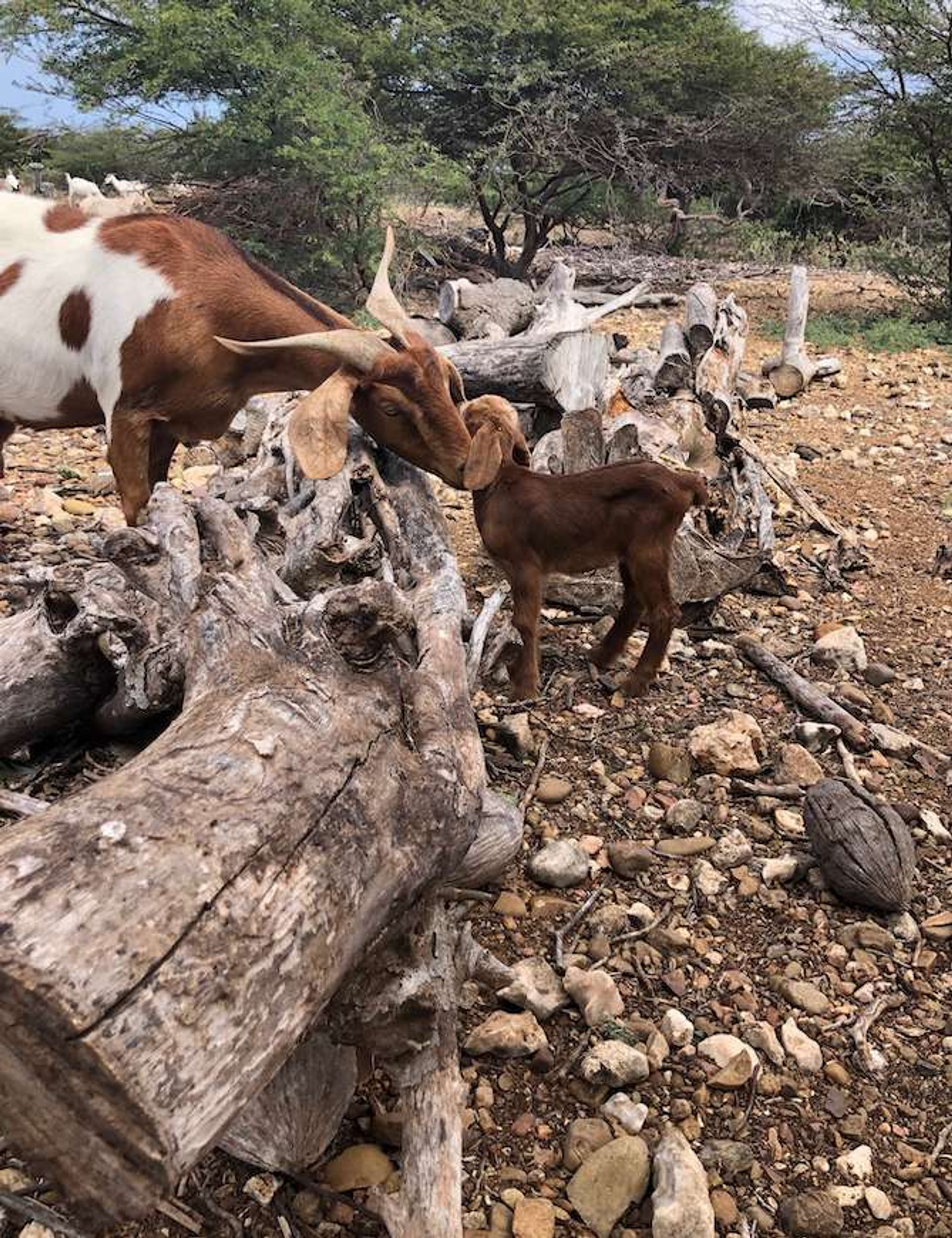 aletta's goat farm bonaire