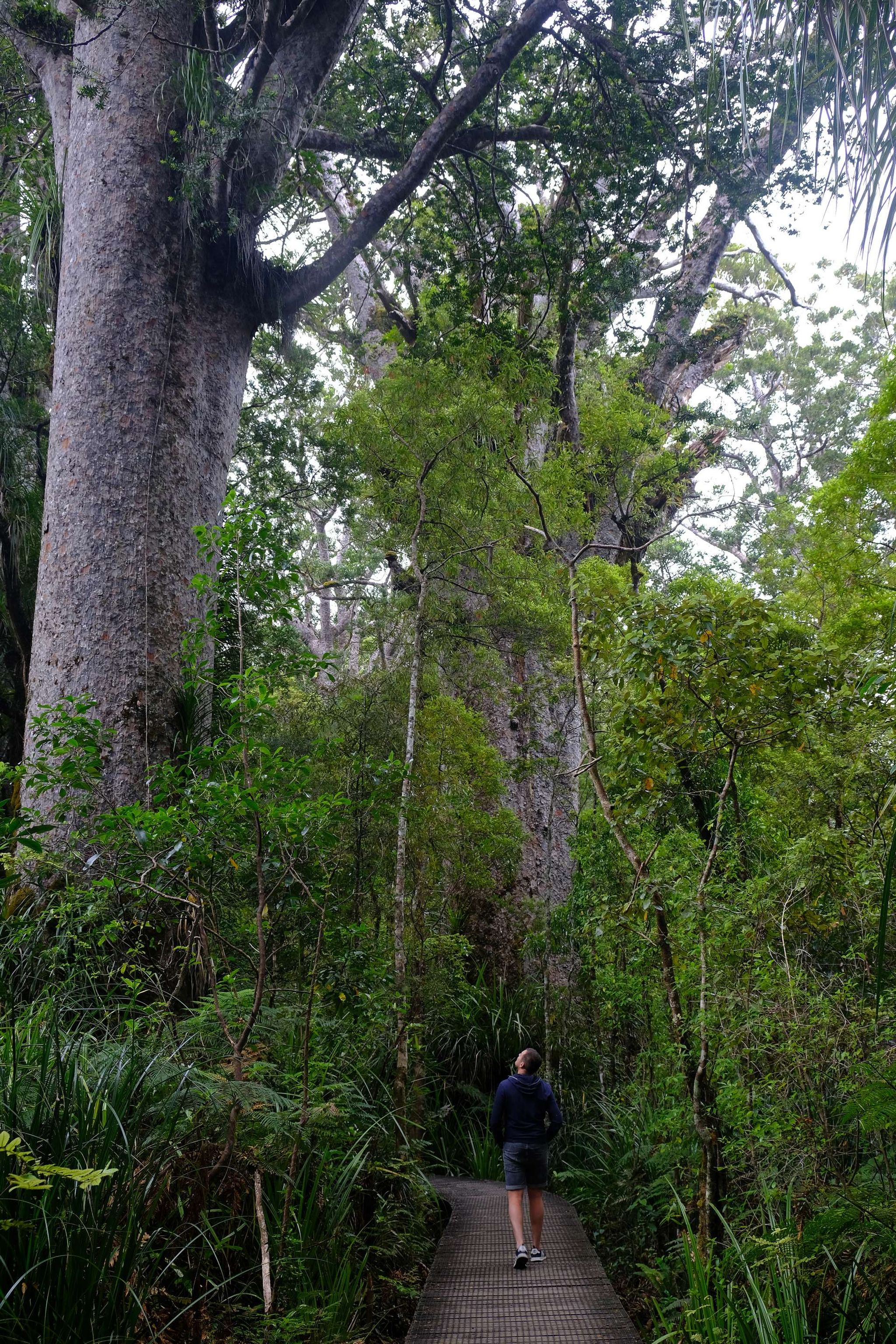 Waipoua Forest, Nieuw Zeeland