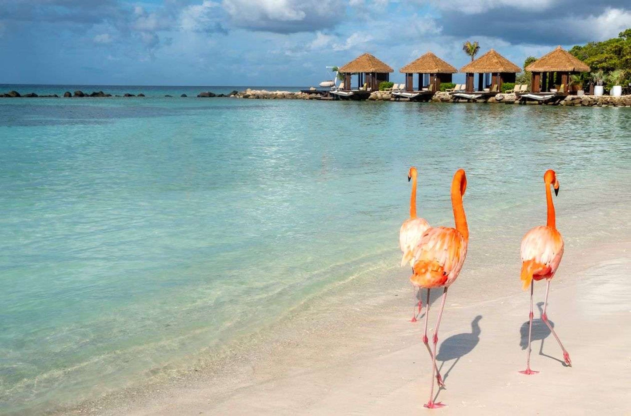 Bezienswaardigheden Aruba flamingos spotten