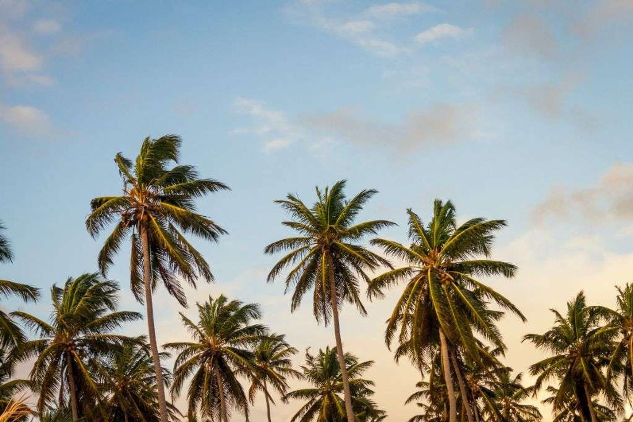 Puerto Naos palmbomen
