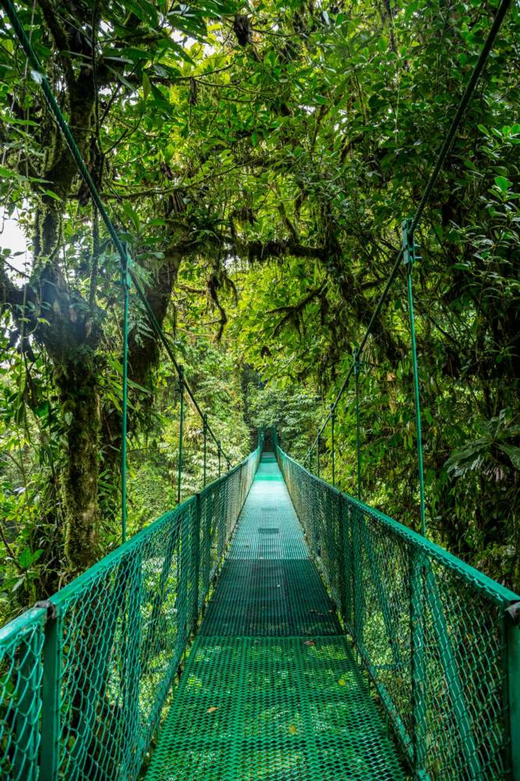 Costa Rica brug regenwoud