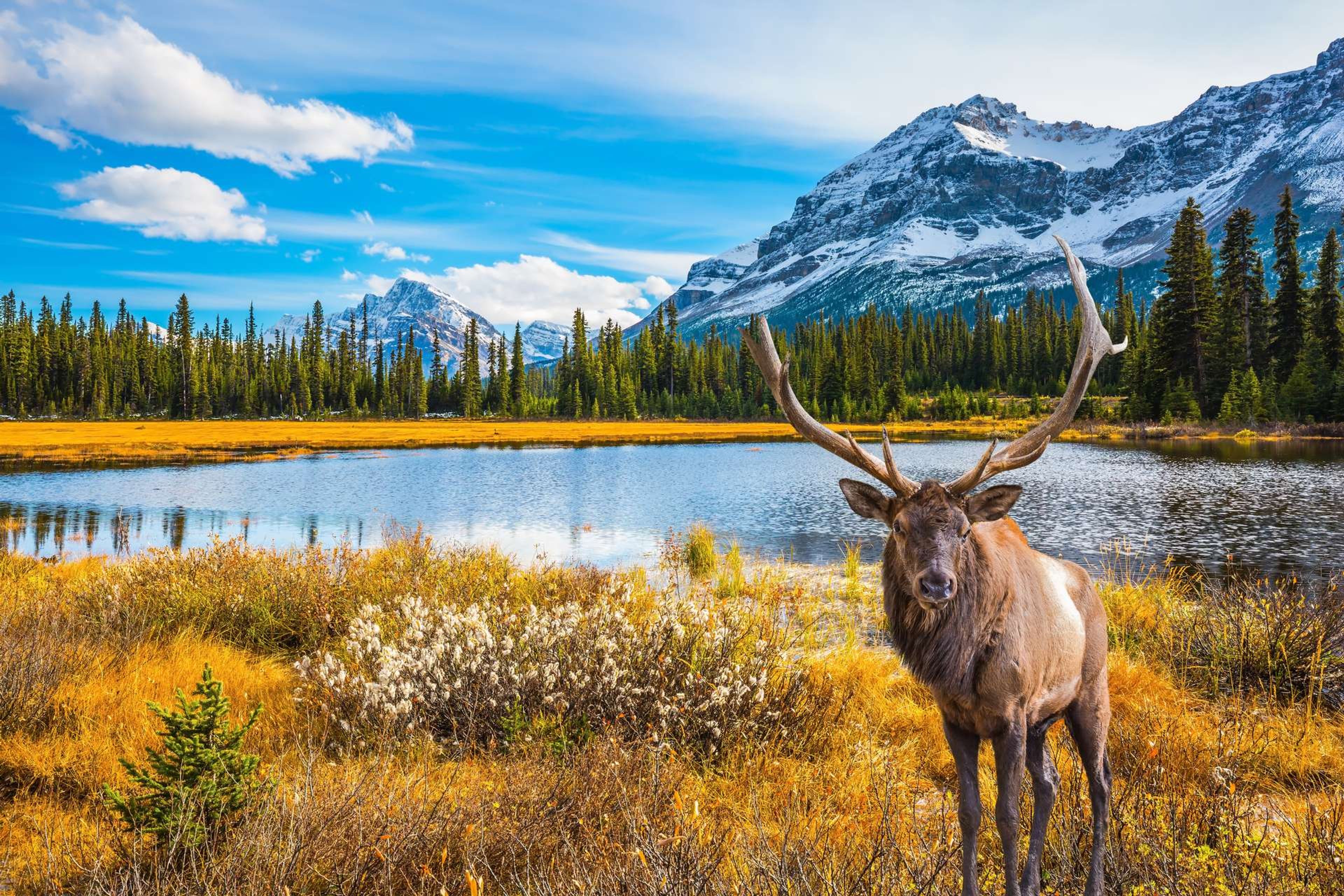 Canada hert in de herfst