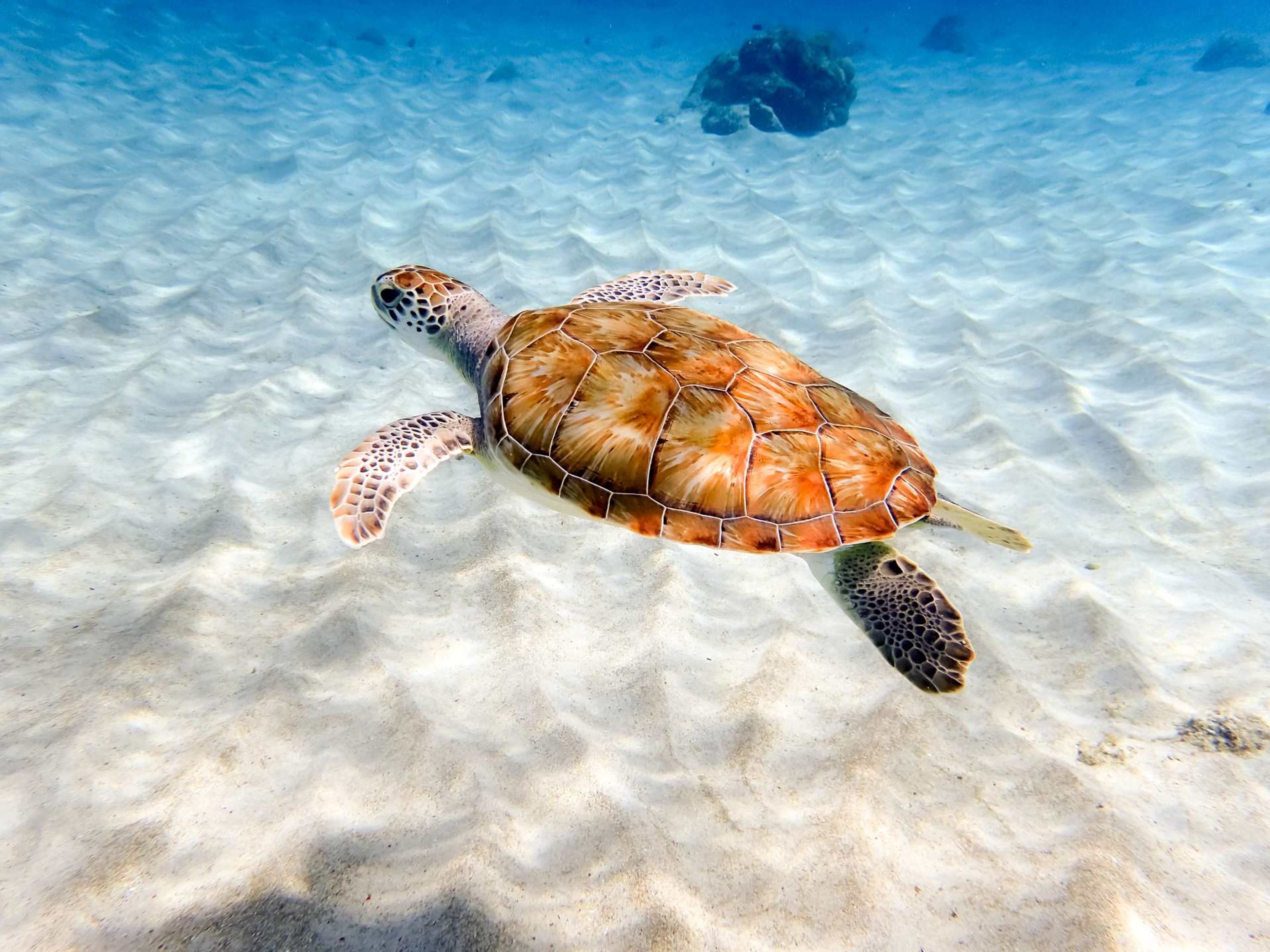 Curacao Grandi Beach schildpad