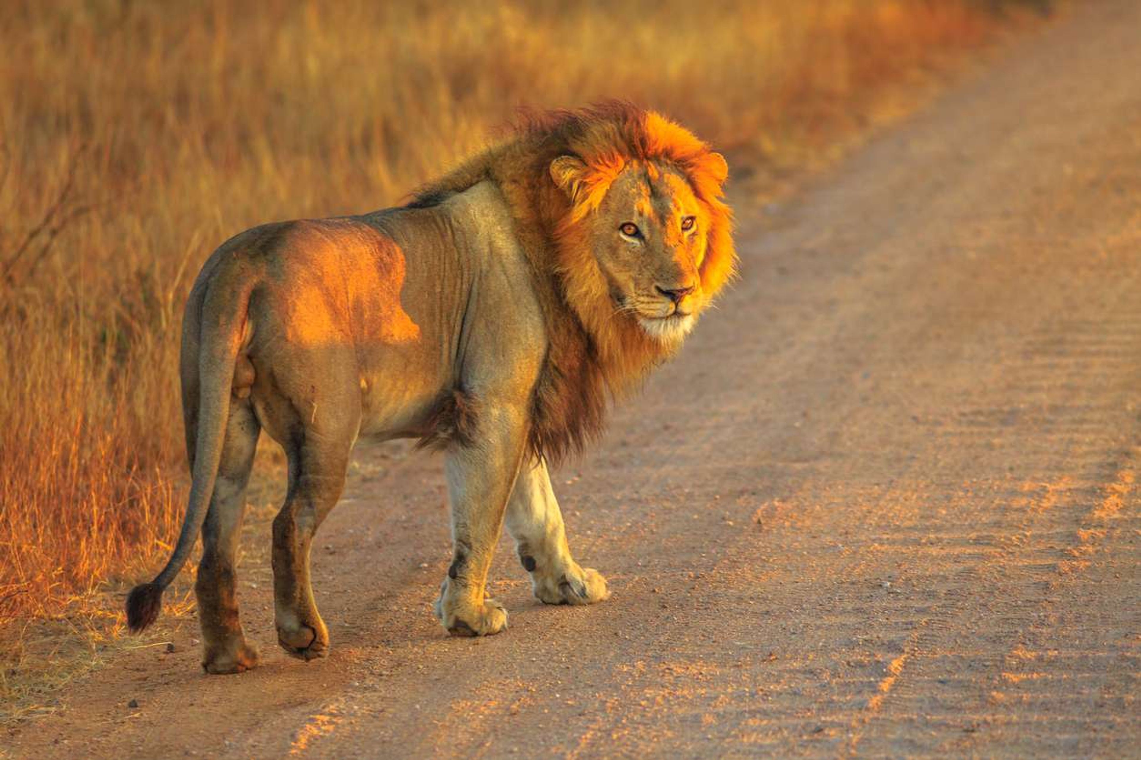 Animal Kruger Park