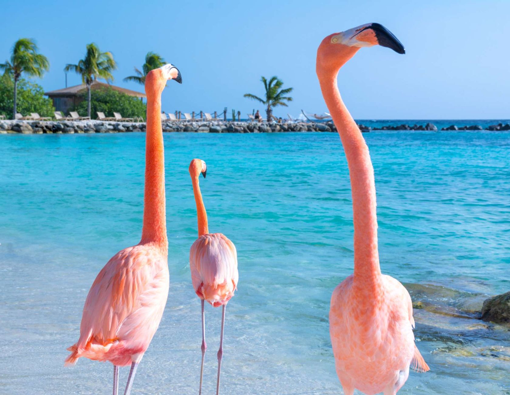 Aruba flamingo op strand