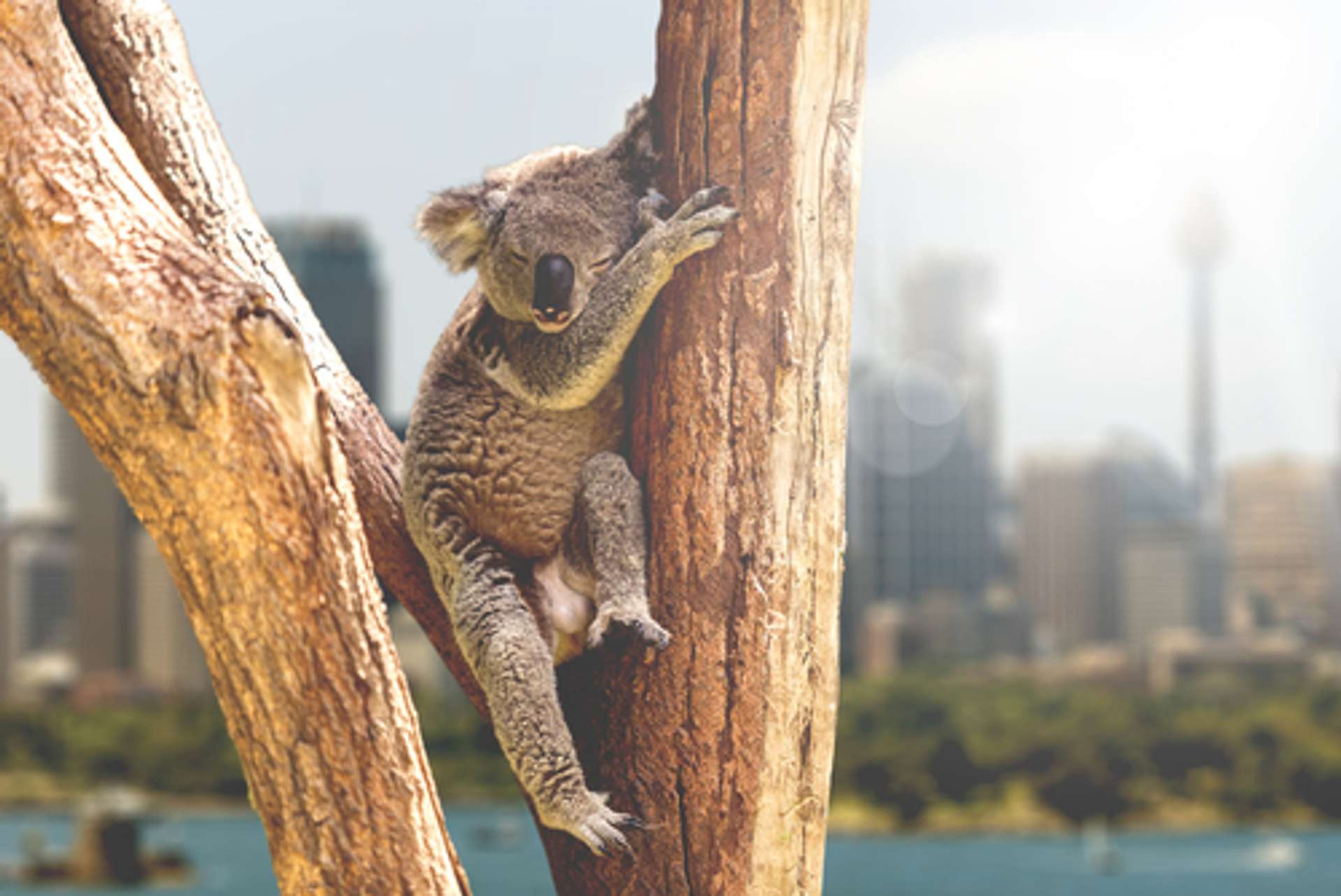 Australië Sydney koala
