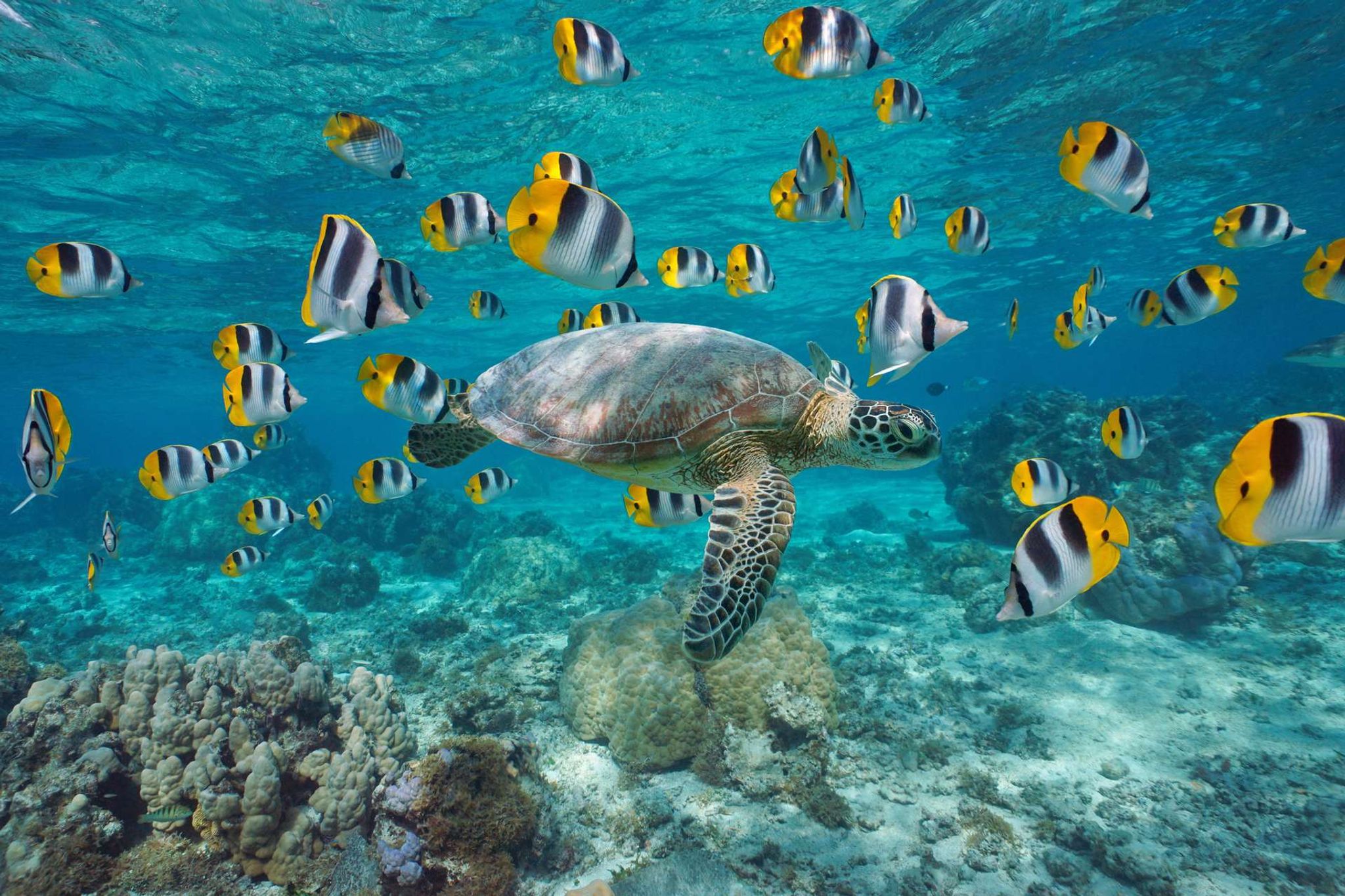 snorkelen schildpadden zakynthos