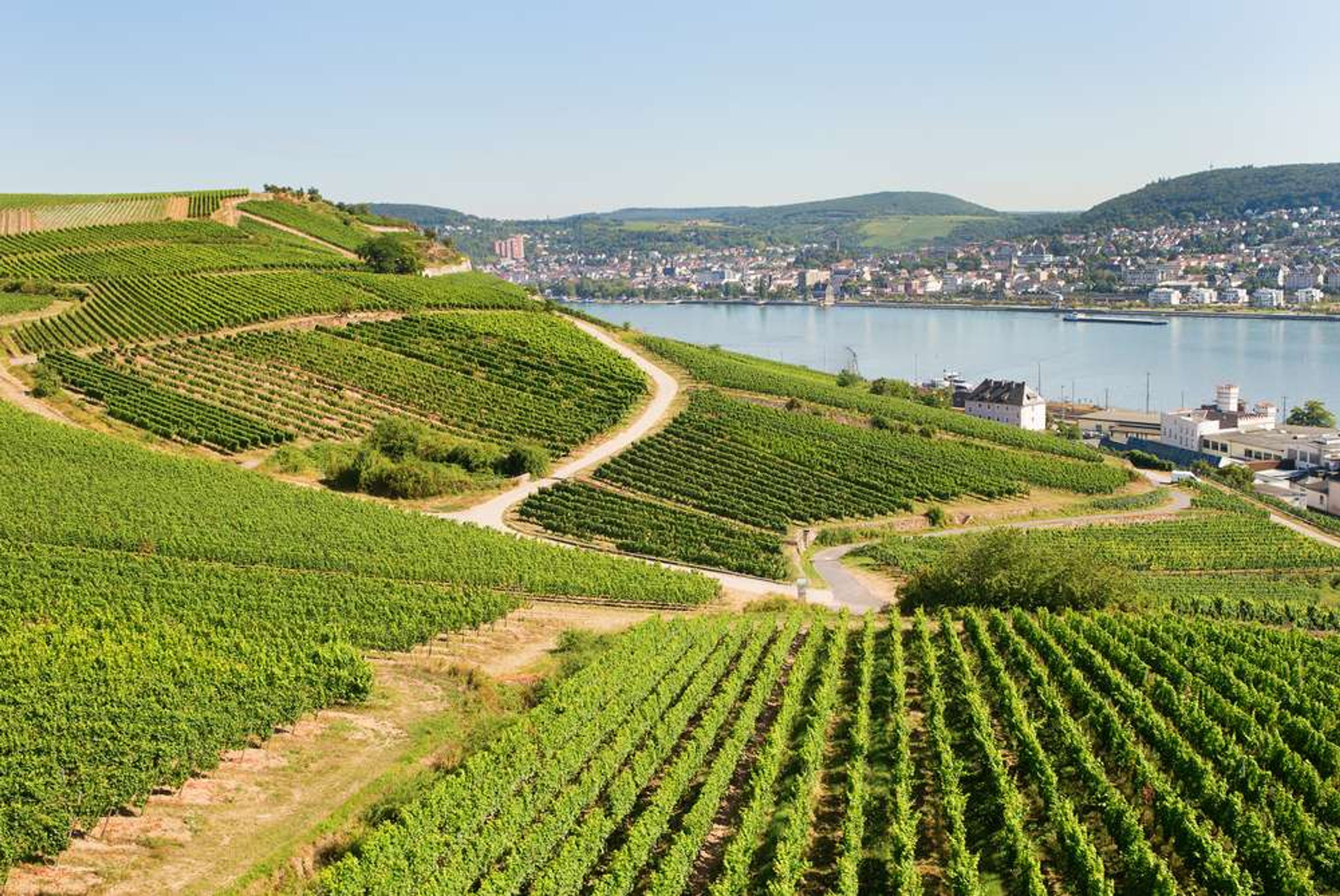 Duitsland Rudesheim am Rhein wijngaard