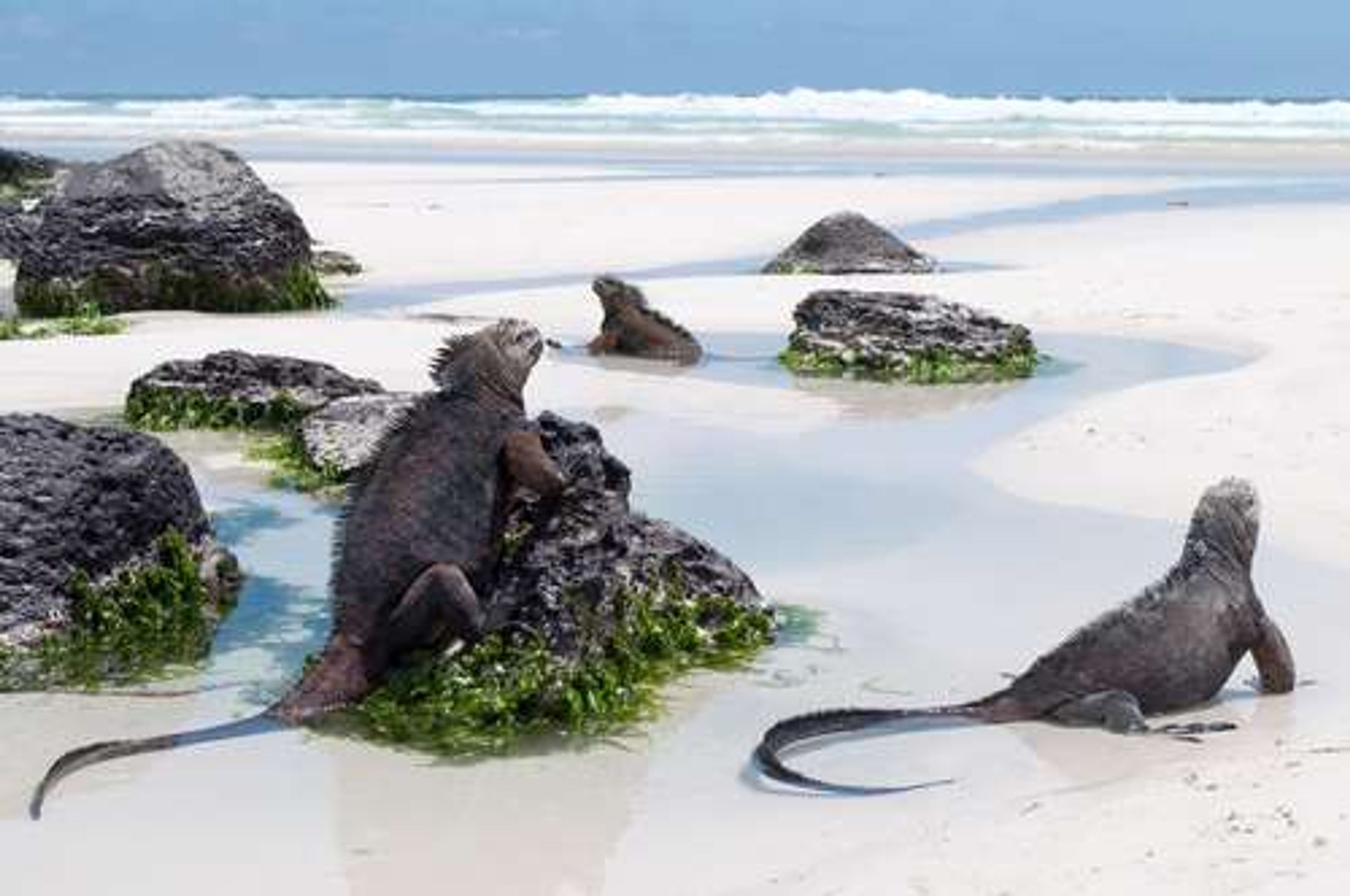 Ecuador Galapagos Santa cruz island Tortuga bay Marine Iguanas on a beach