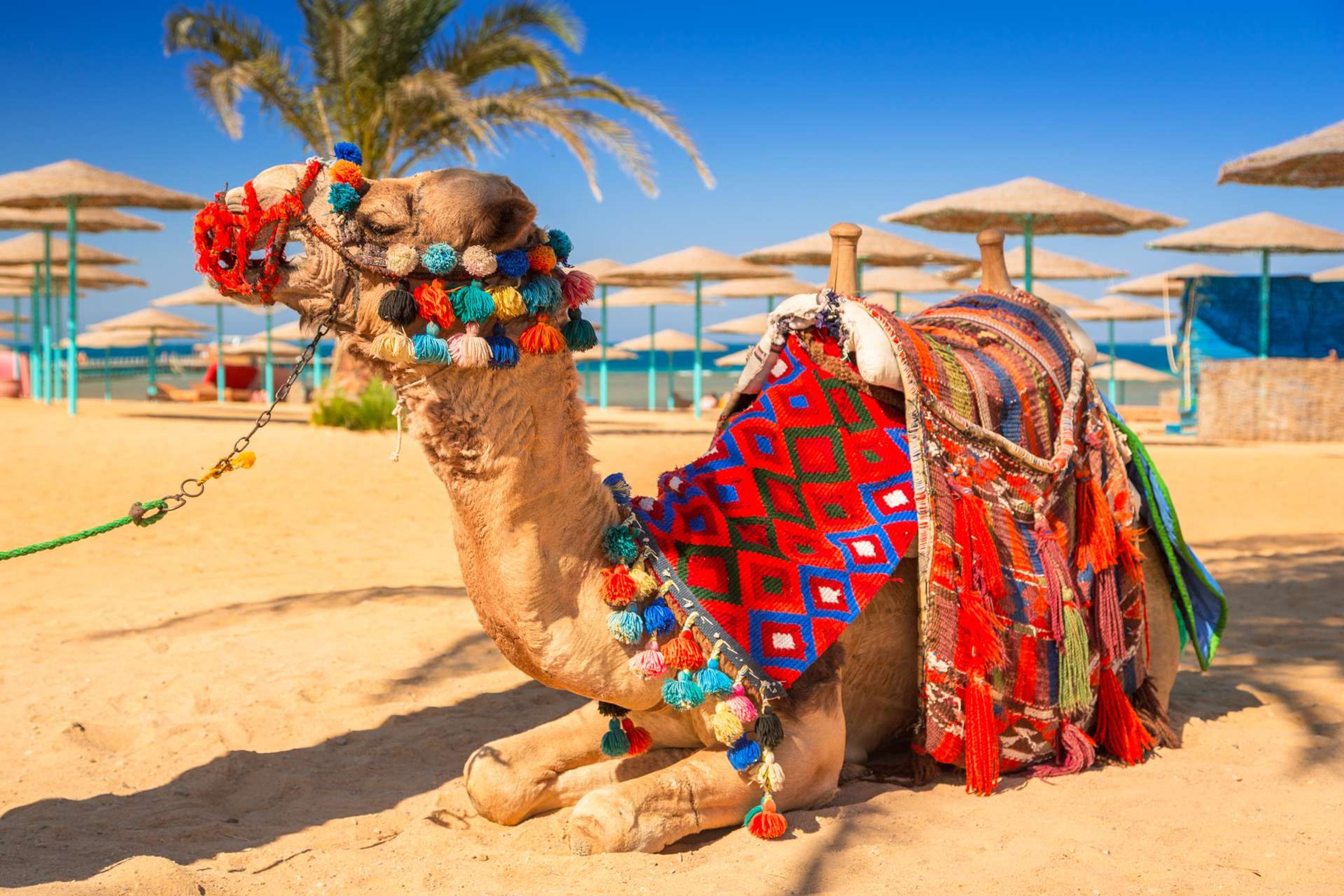 Egypte Hurghada liggende kameel