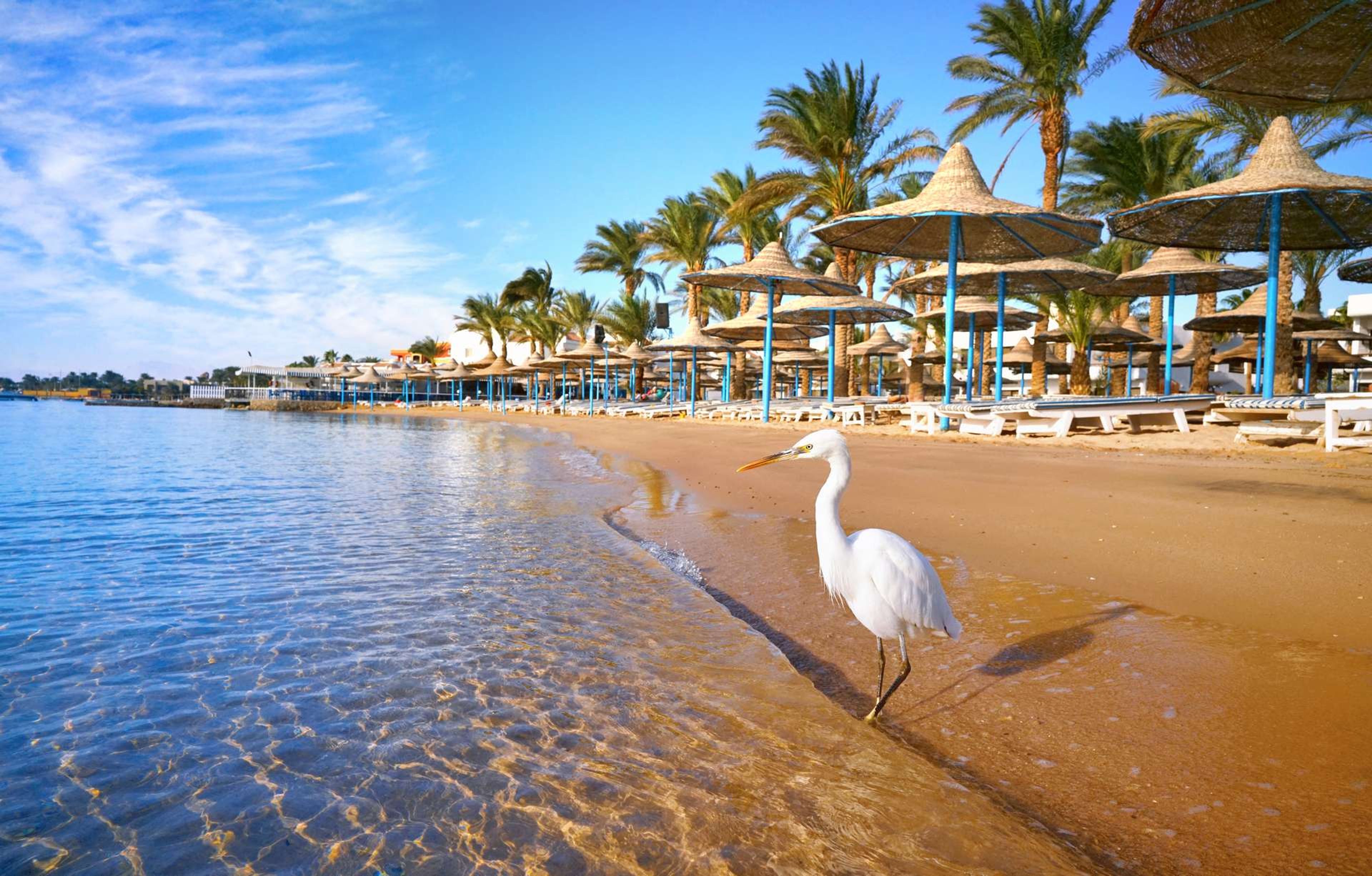 Egypte Hurghada vogel op strand