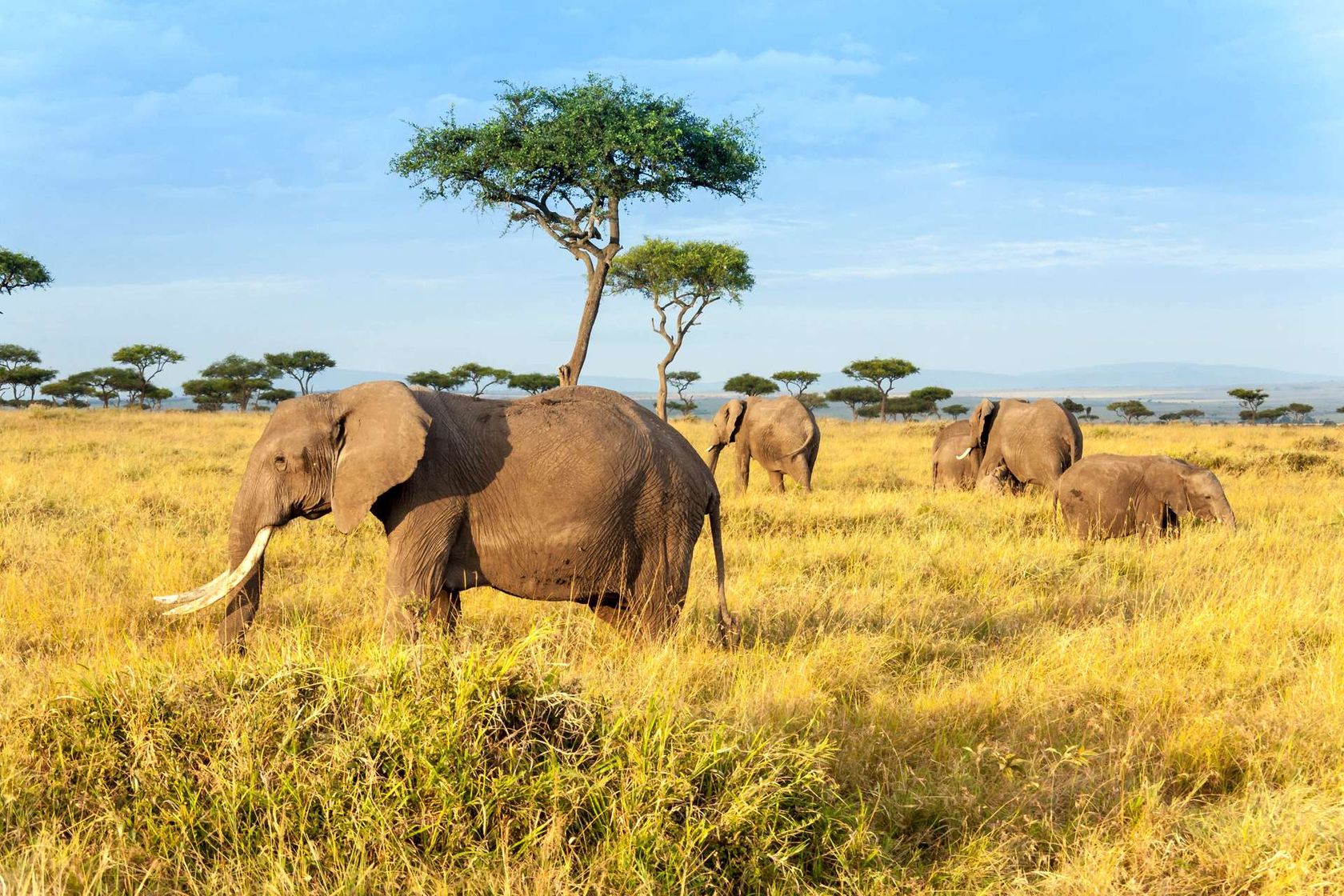 Kenia The Maasai Mara National Reserve olifanten