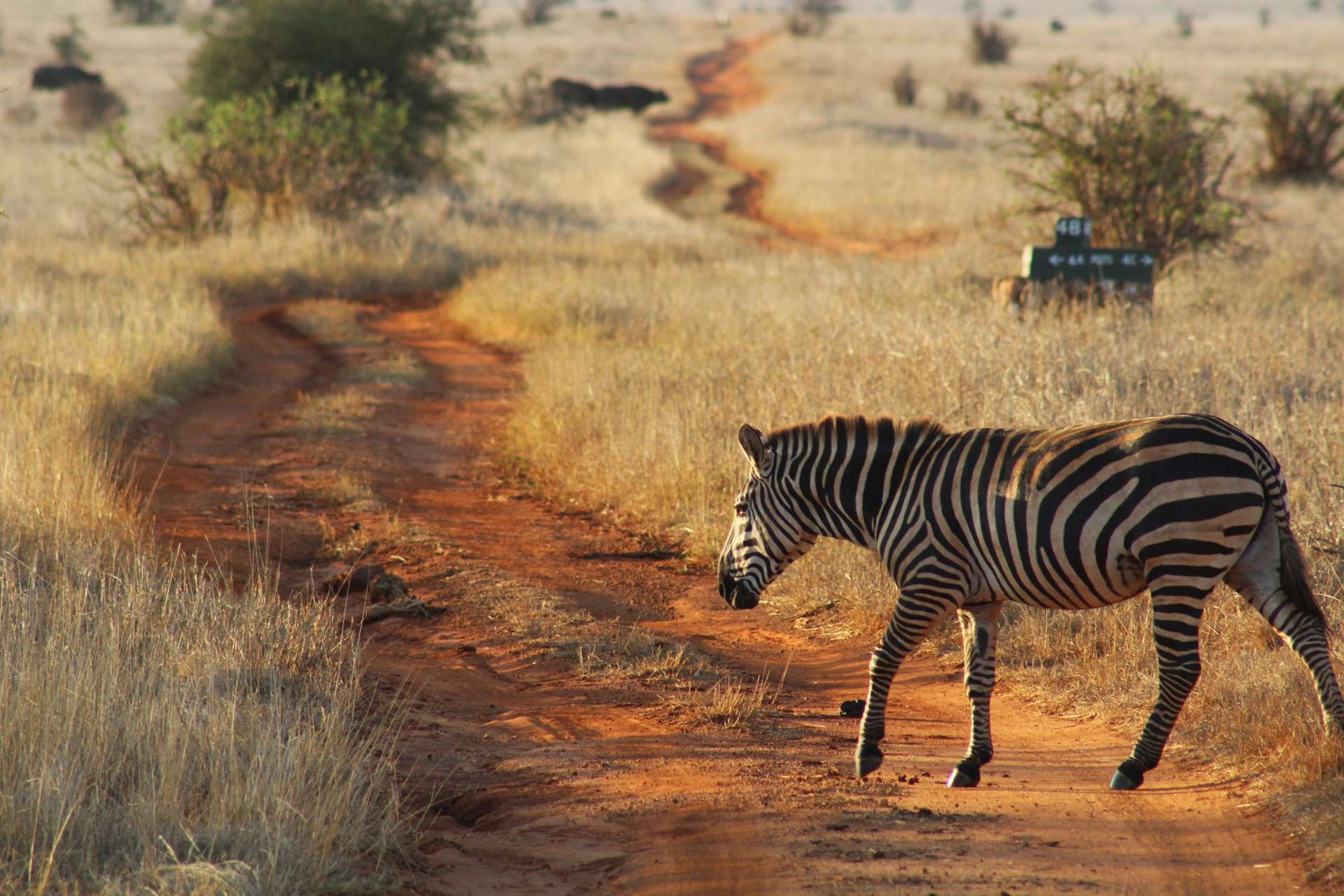 Kenia zebra