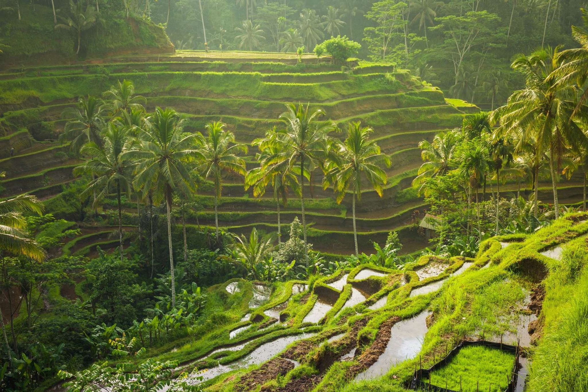 vakantie Bali rijstvelden