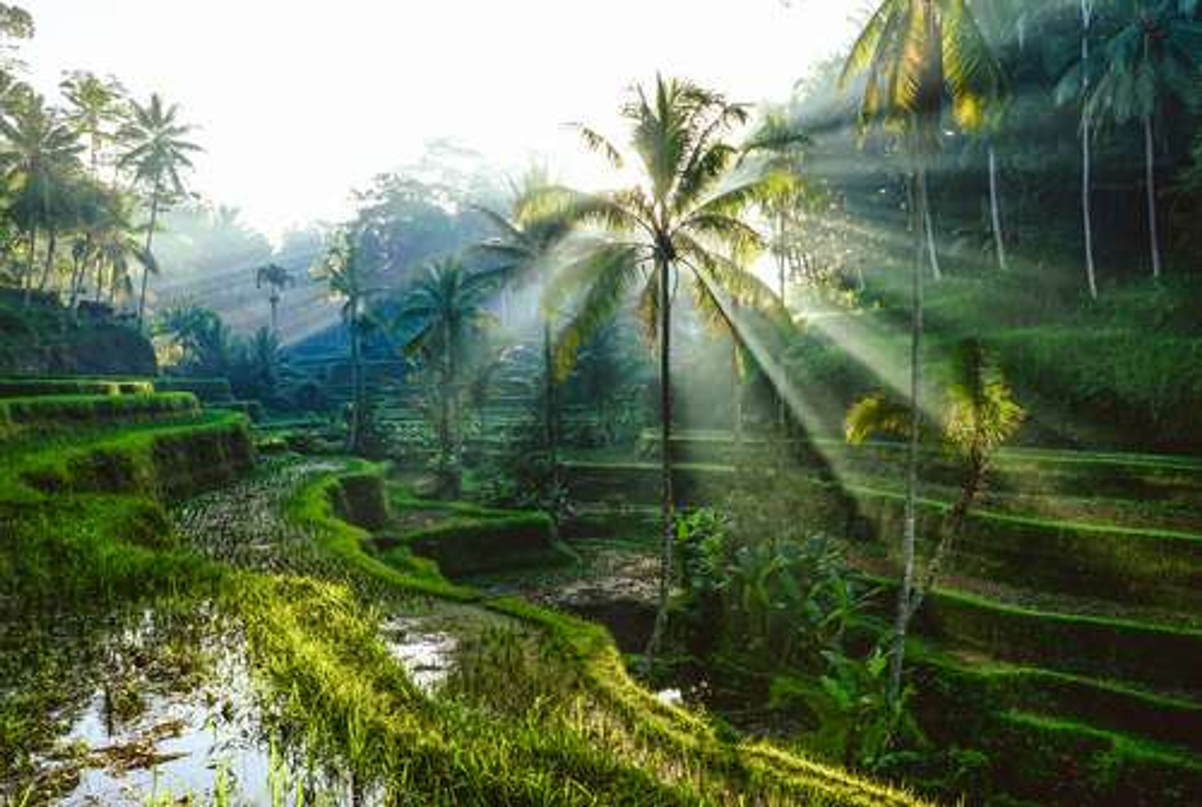 Indonesië Bali rijstvelden
