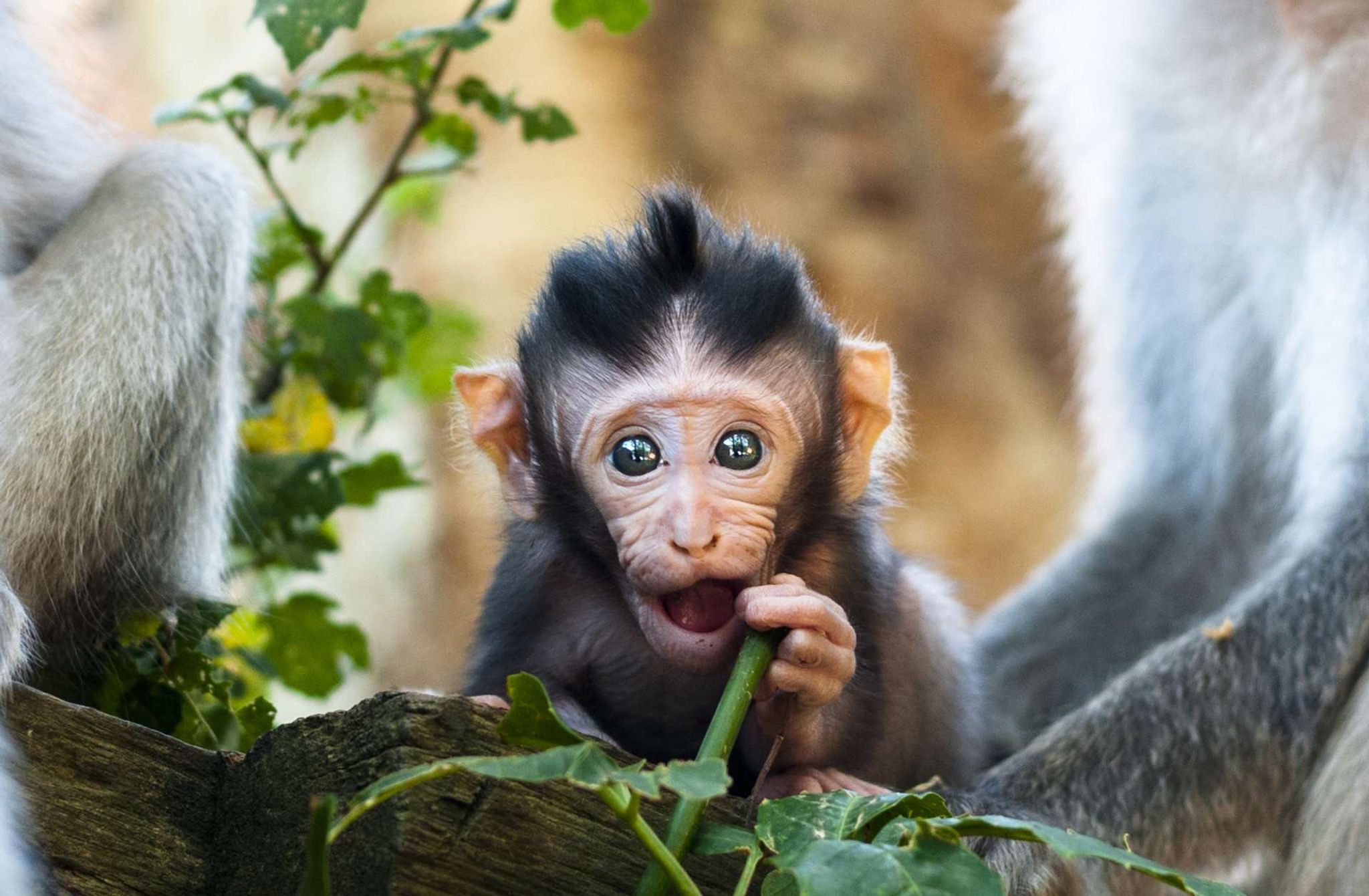 Indonesië Bali Ubud Monkey forest