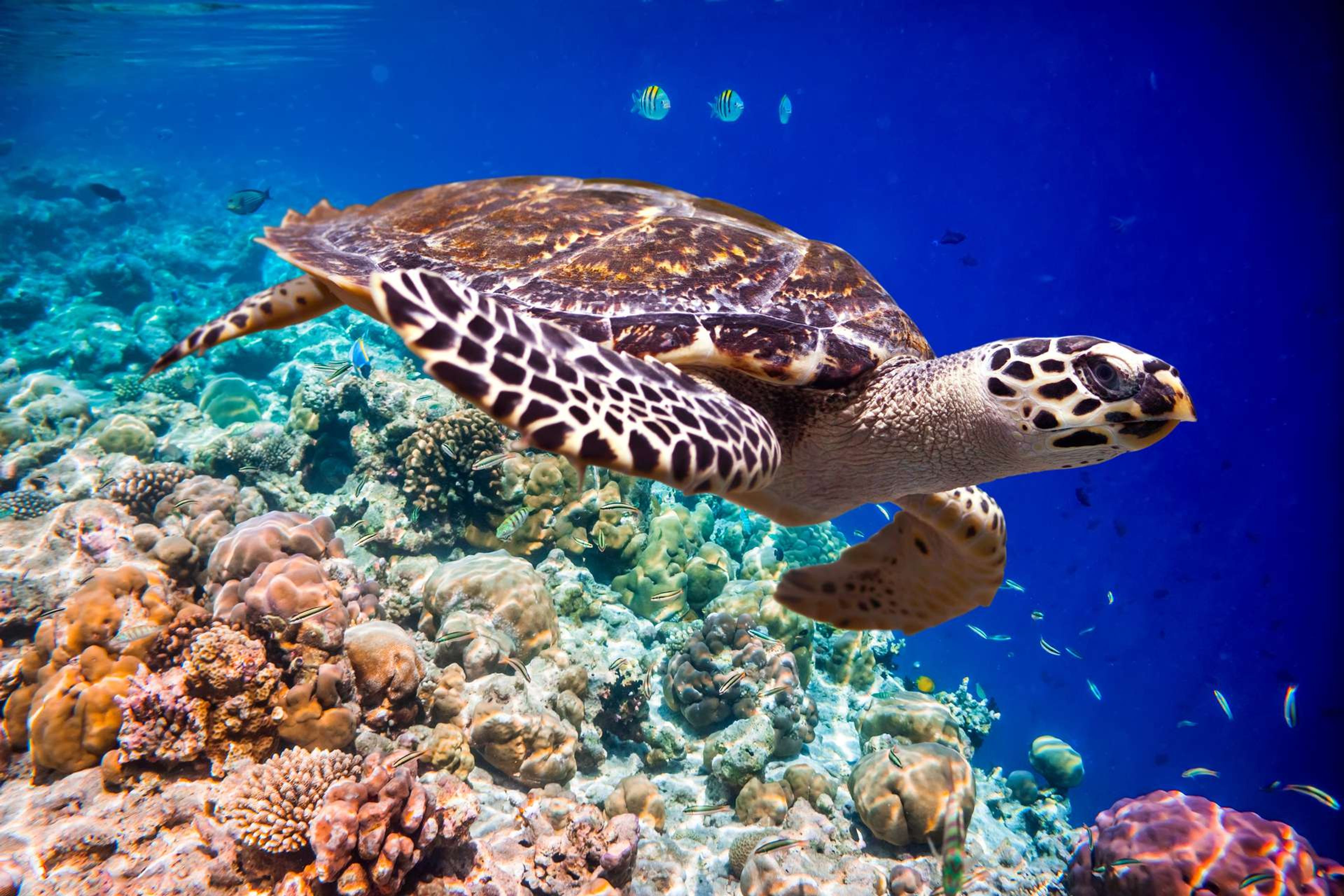 Malediven Hawksbill Turtle