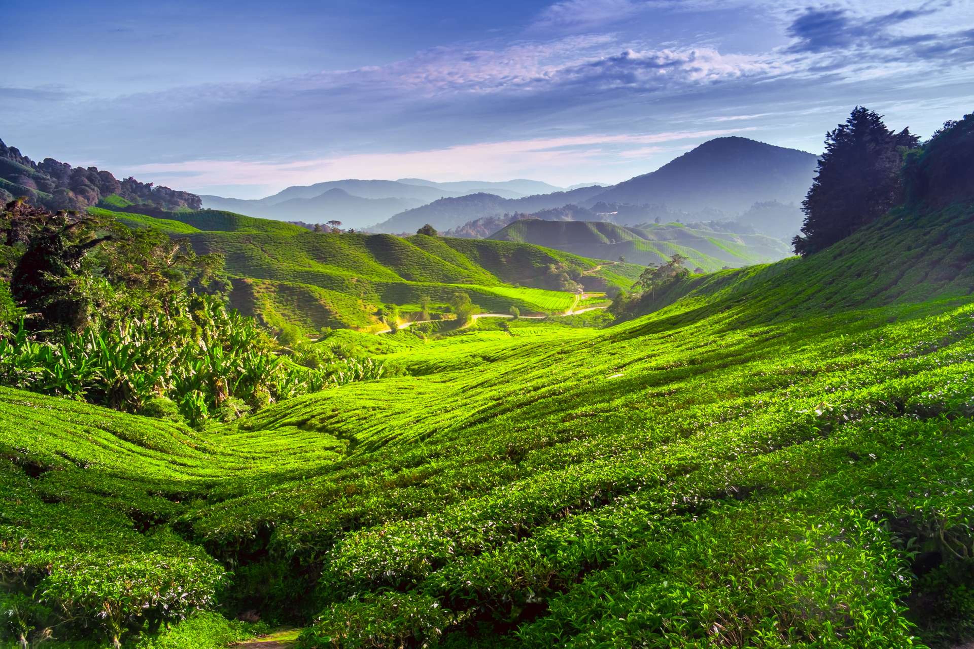 Maleisië Cameron highlands thee plantage