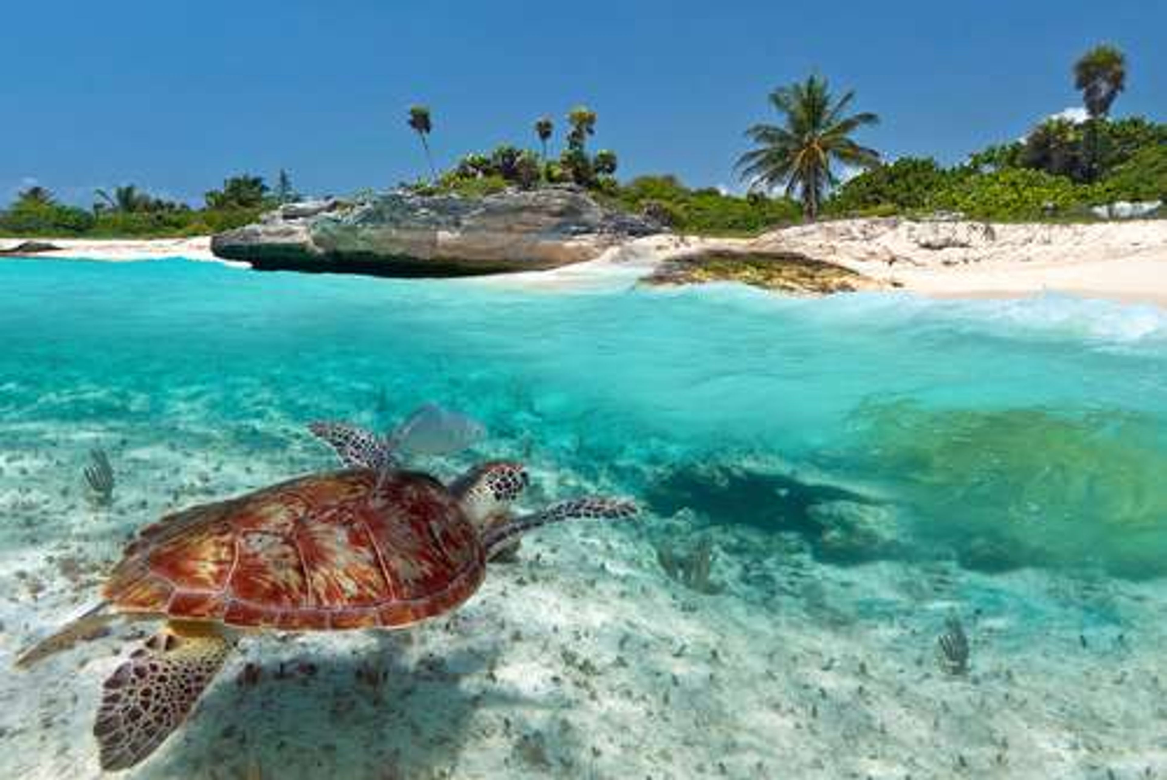 Mexico schildpad in water