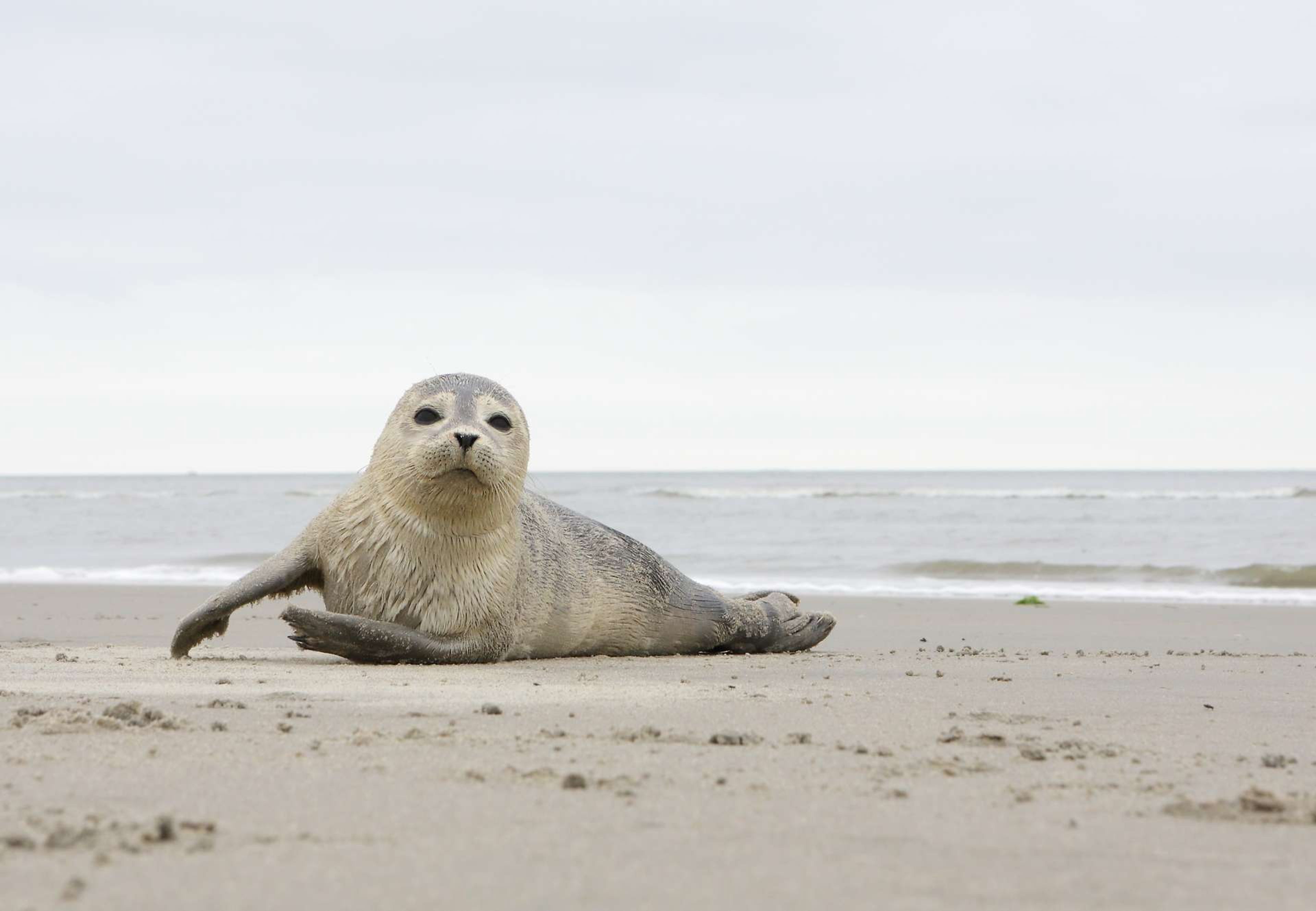 Nederland Ameland zeehond1