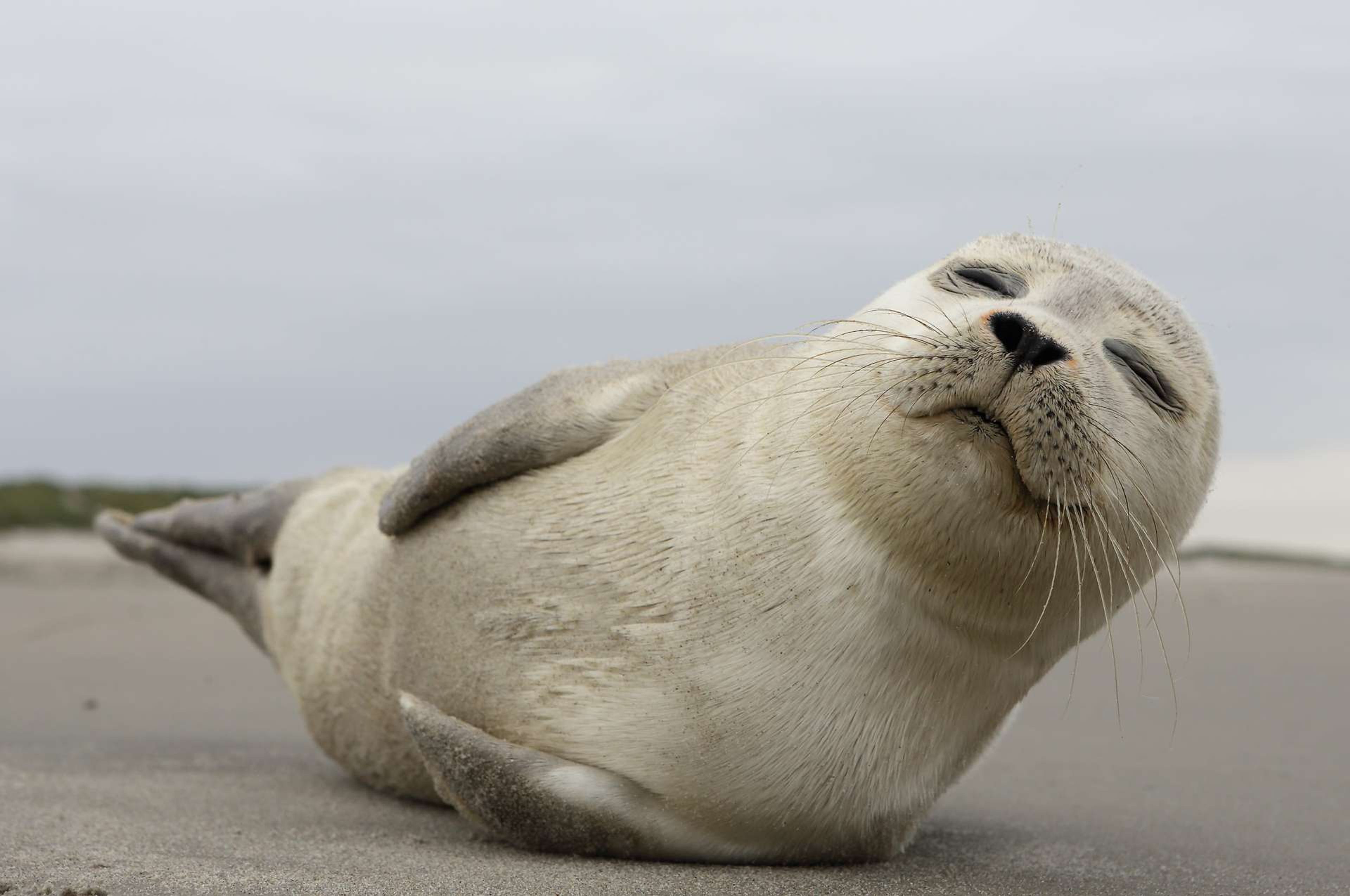 Nederland Ameland zeehond