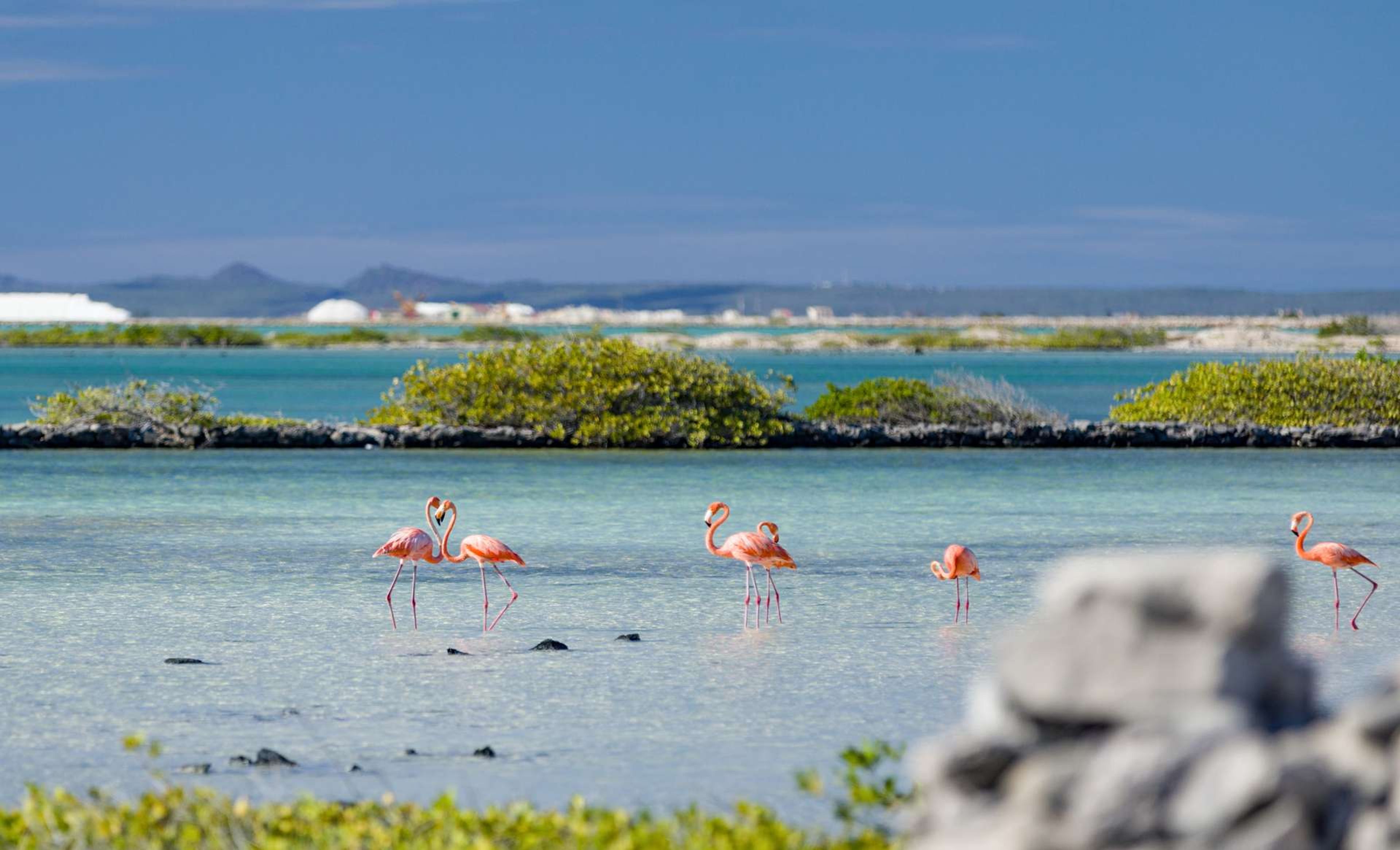 Nederlandse Antillen Bonaire Zoutpannen Flamingo 