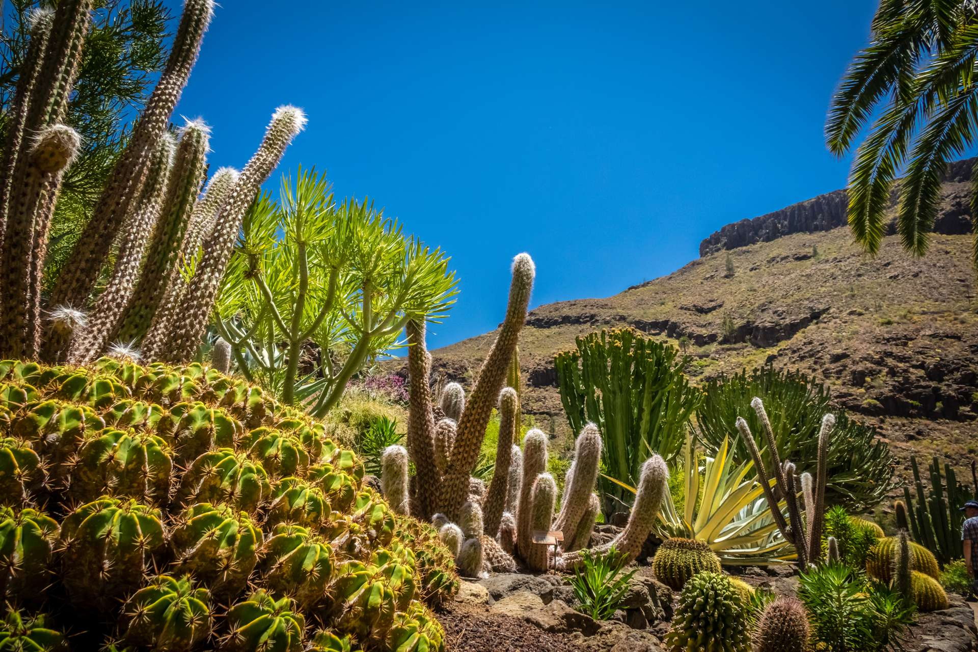 Spanje Canarische Eilanden Gran Canaria cactus garden