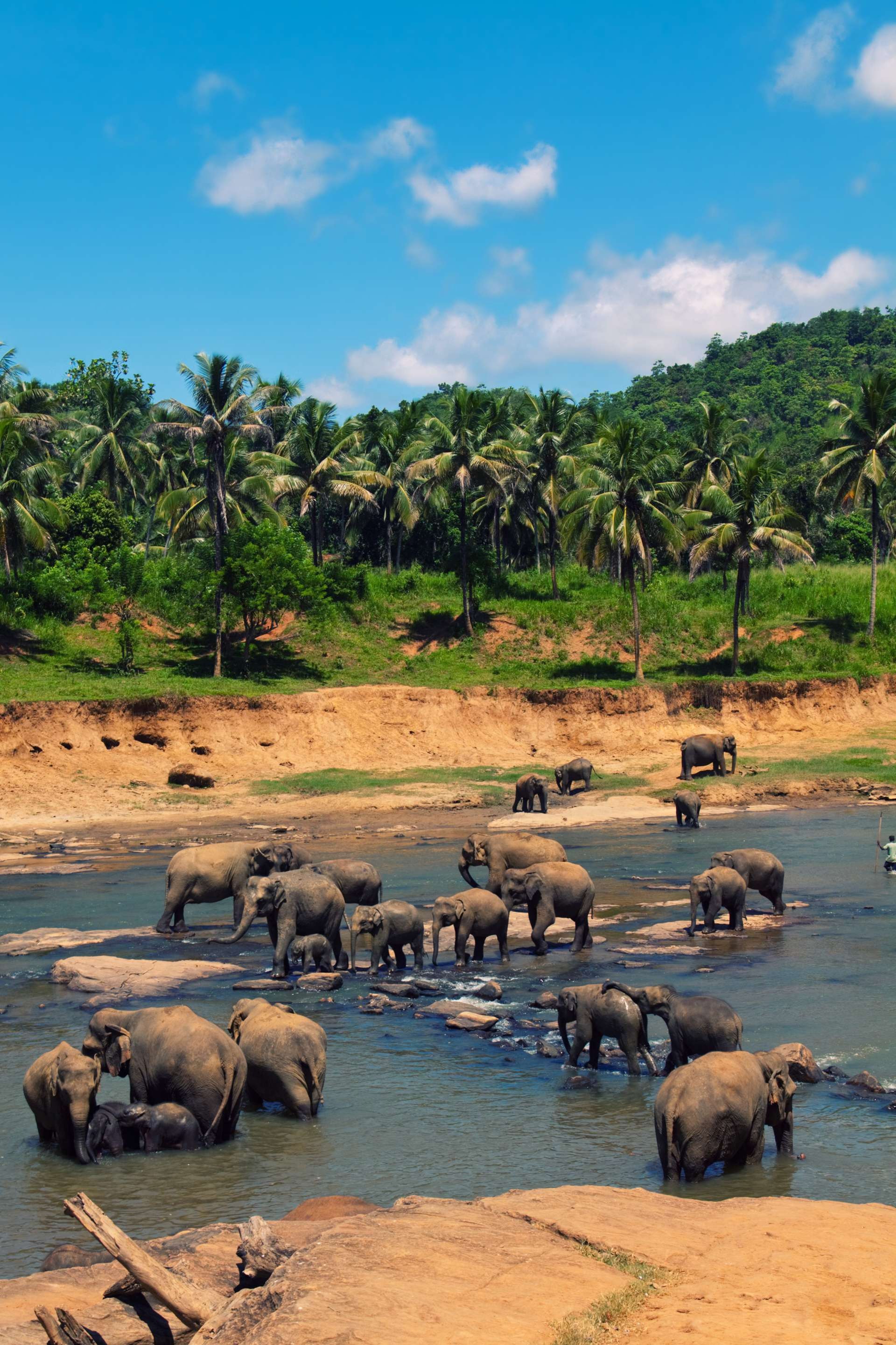 Sri Lanka olifanten in jungle