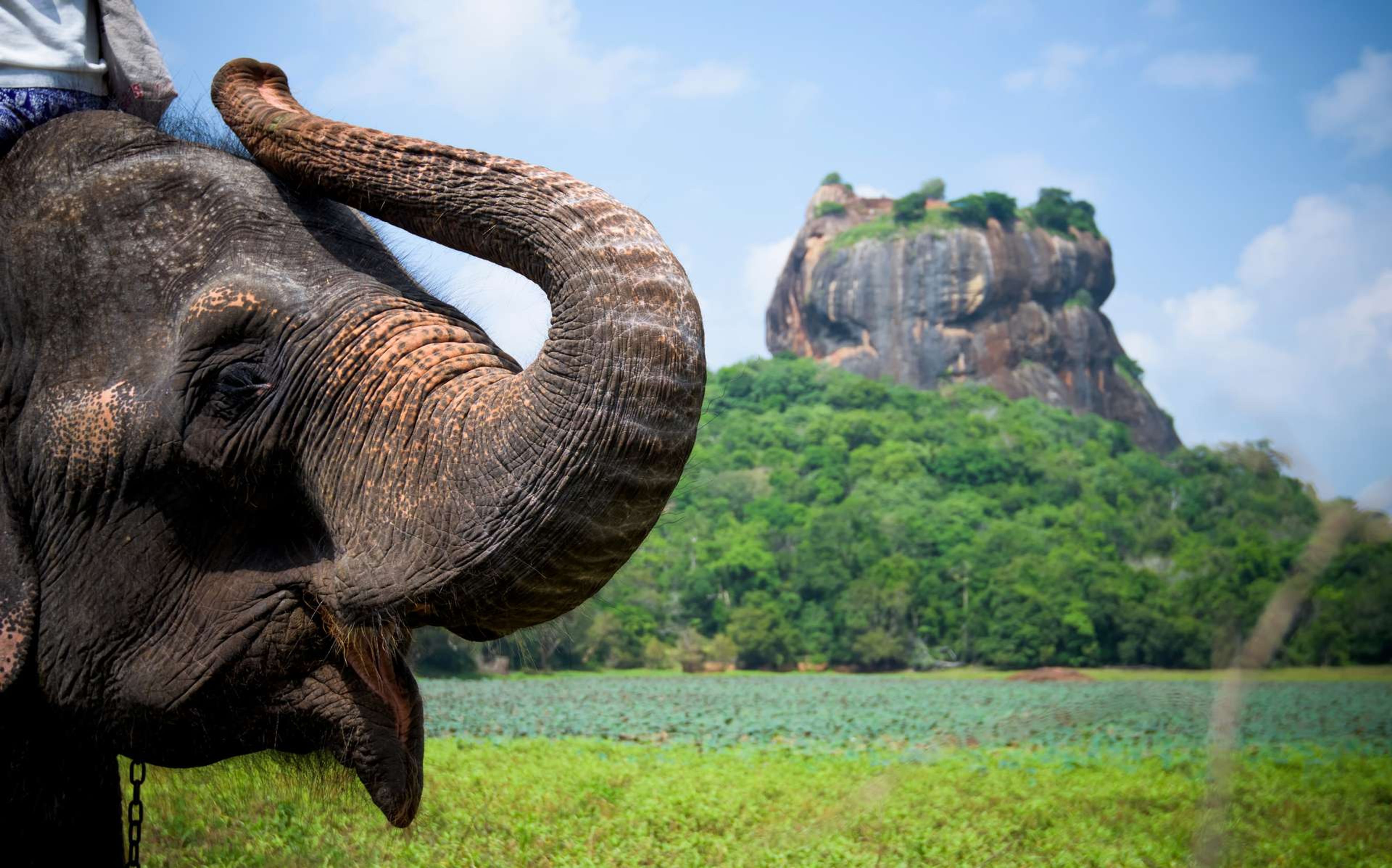 Sri Lanka Elephant in Sigiriya lion rock fortress