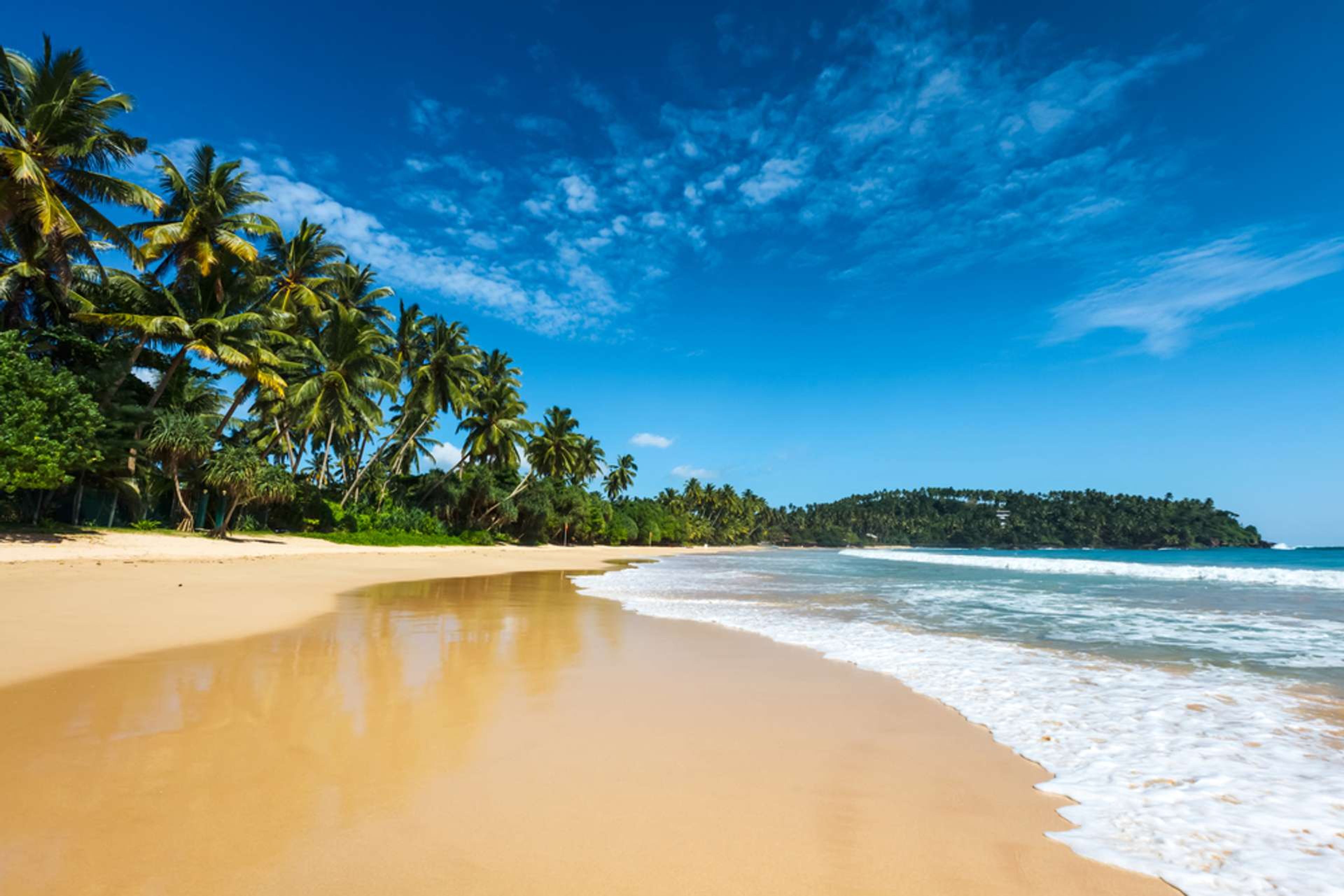 Sri Lanka strand palmbomen