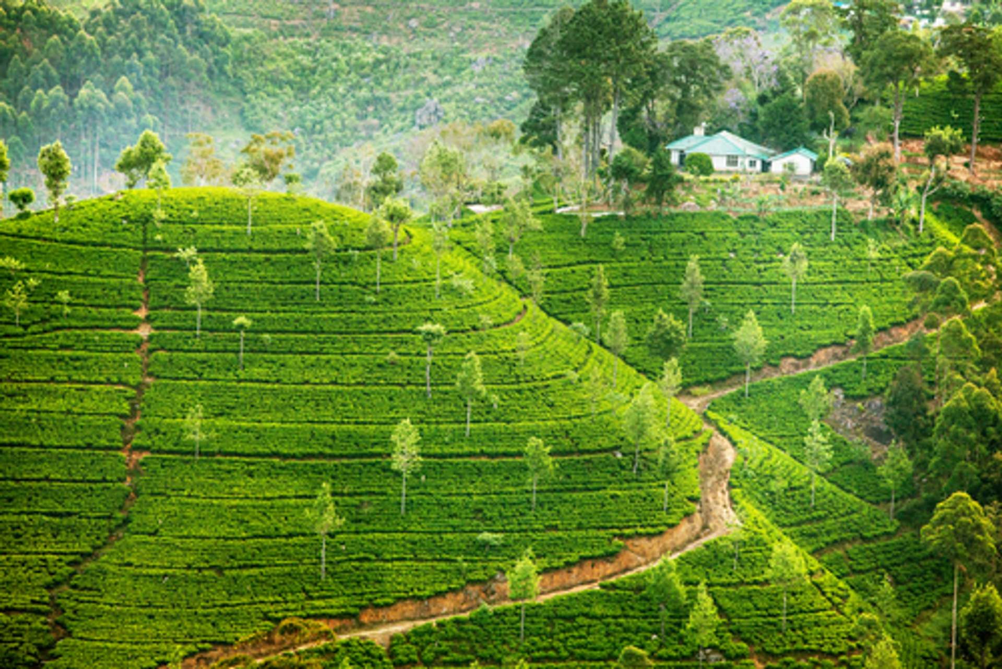 Sri Lanka thee plantages
