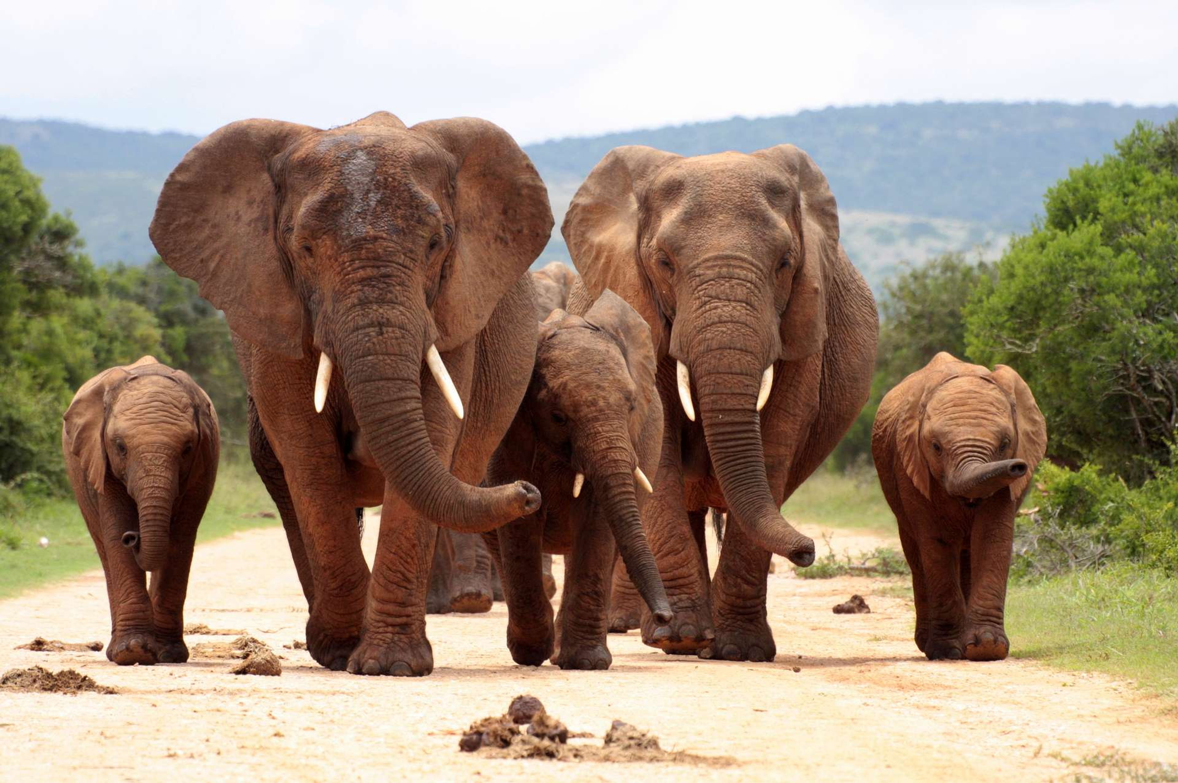 Zuid Afrika Addo Elephant National Park