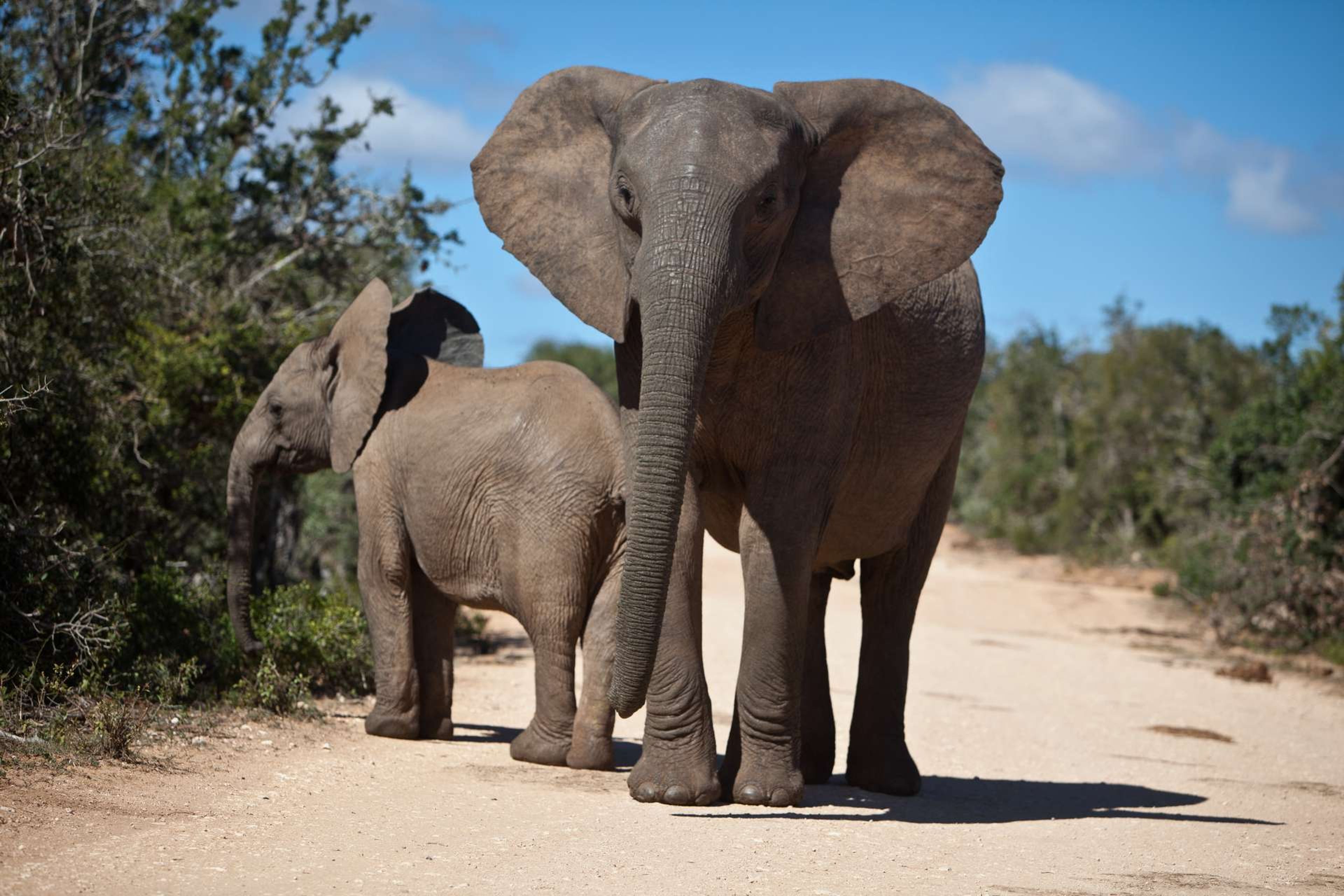 Zuid Afrika Afrikaanse olifant