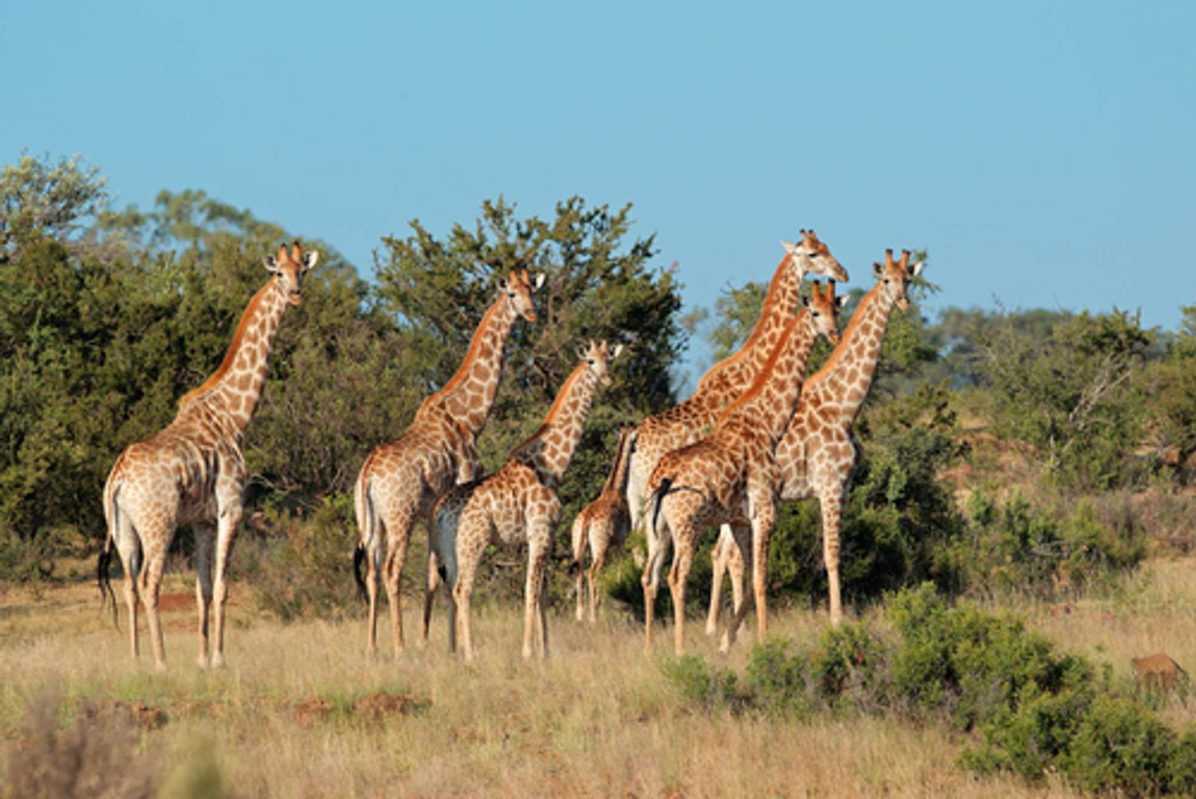 Zuid Afrika giraffes
