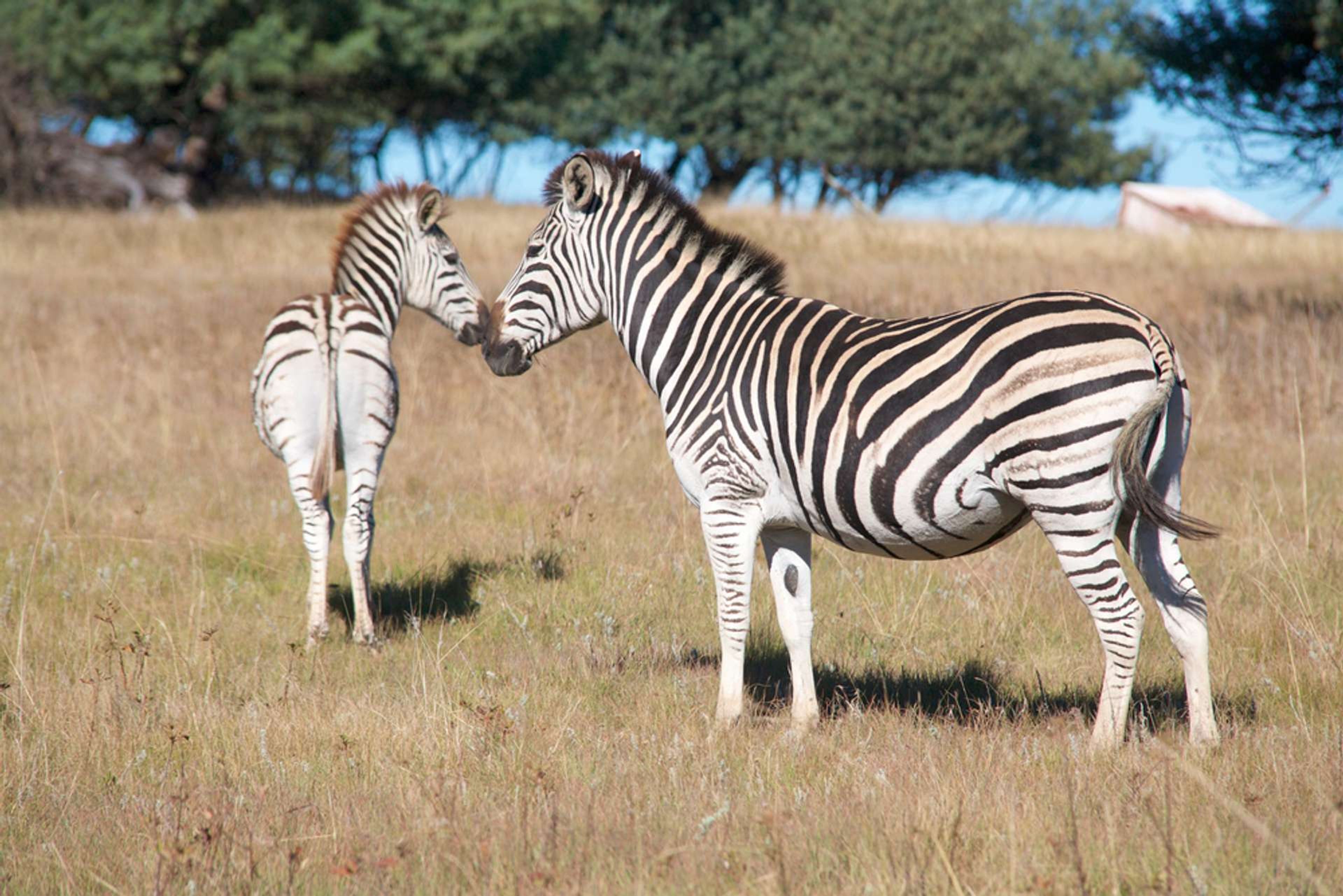 Zuid Afrika Drakensberg zebra met veulen