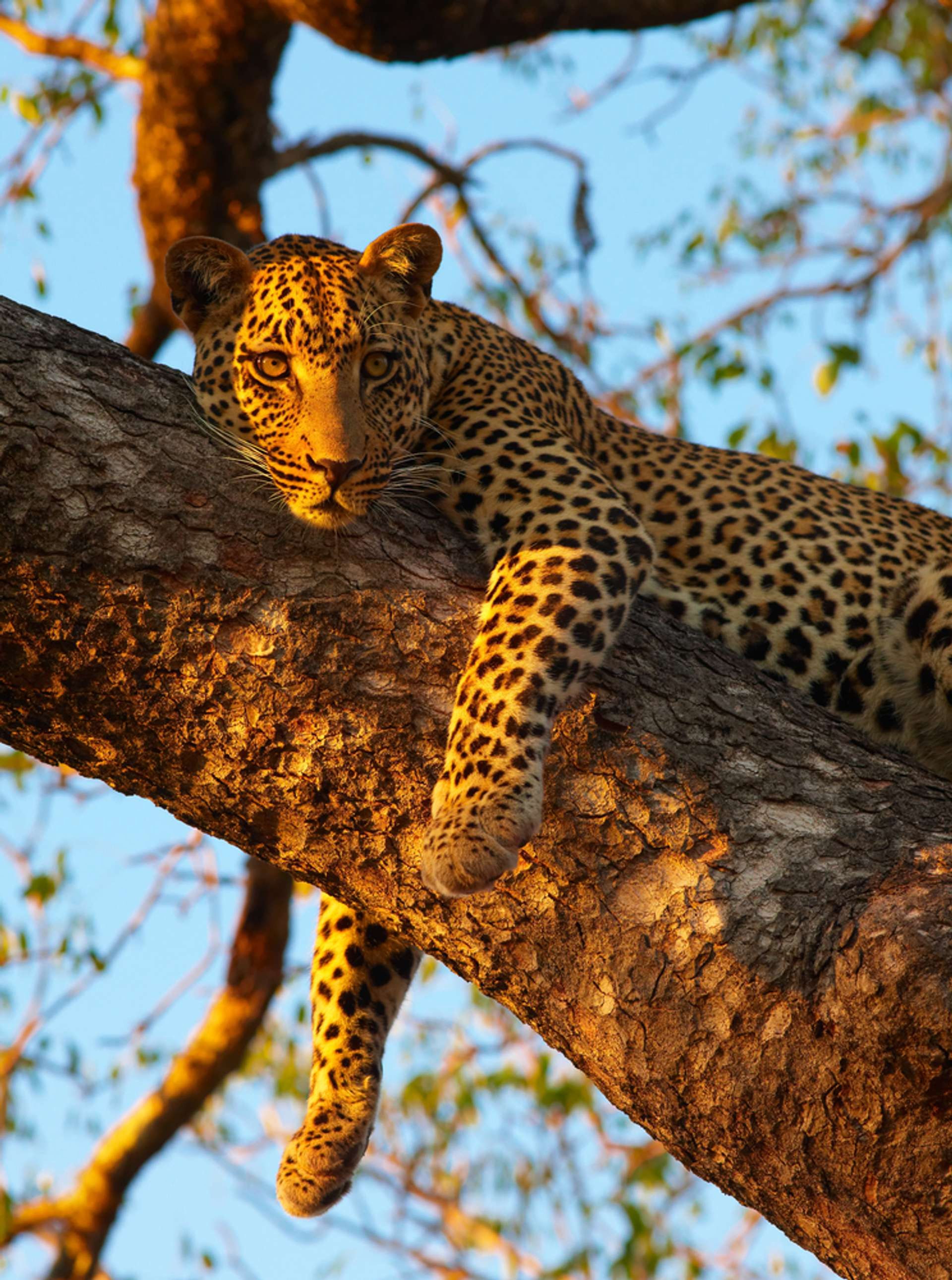 Zuid Afrika luipaard in boom