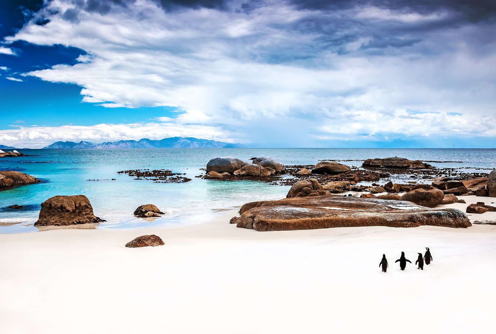 Zuid Afrika Simons Town Pinguins op strand
