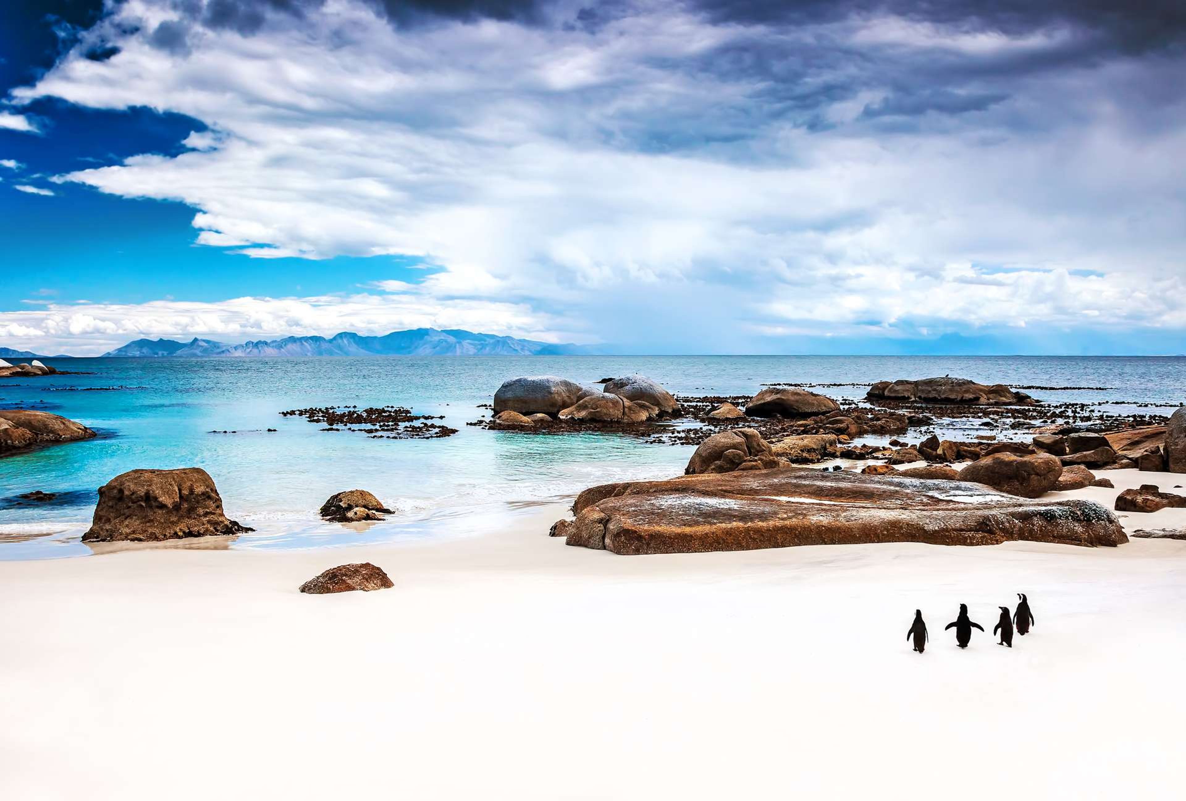 Zuid Afrika Simons Town Pinguins op strand