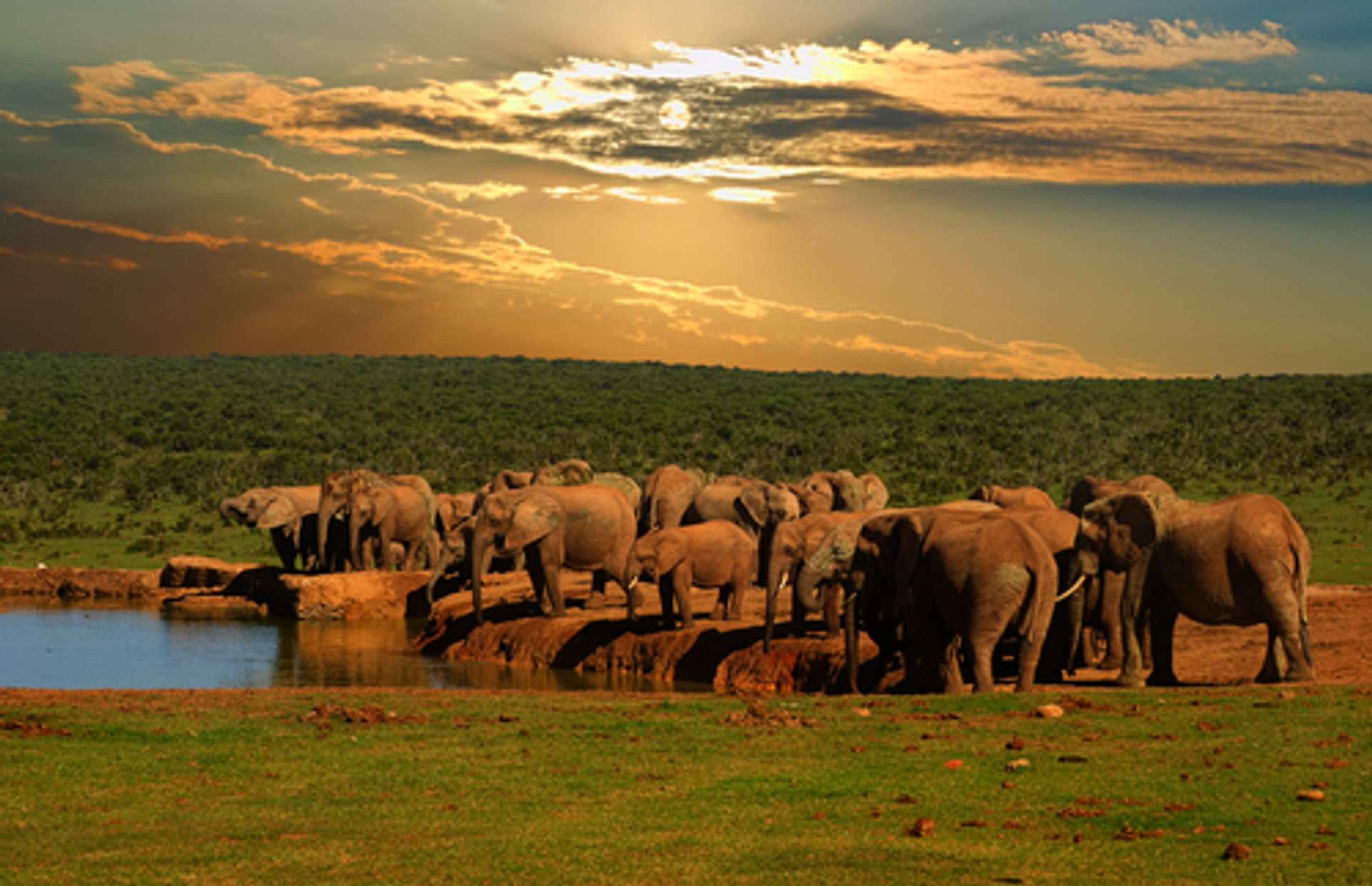 Zuid Afrika Port Elizabeth Nationaal Park Addo Elephant