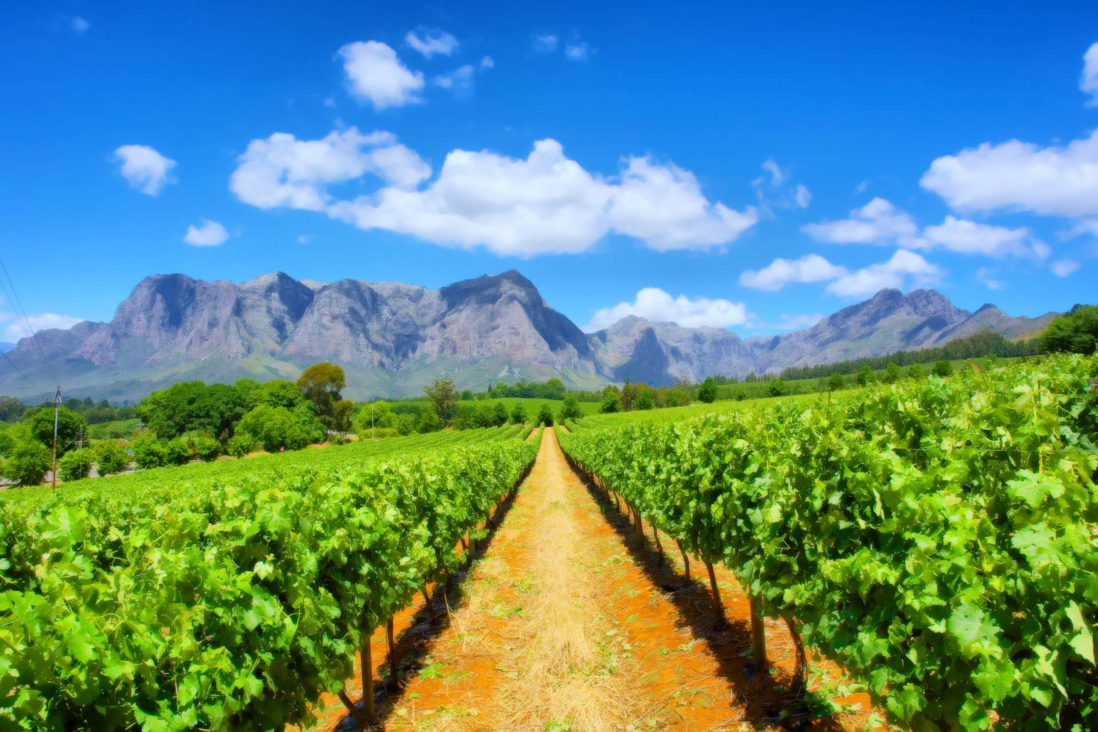 Zuid Afrika wijngaard in de buurt van Kaapstad